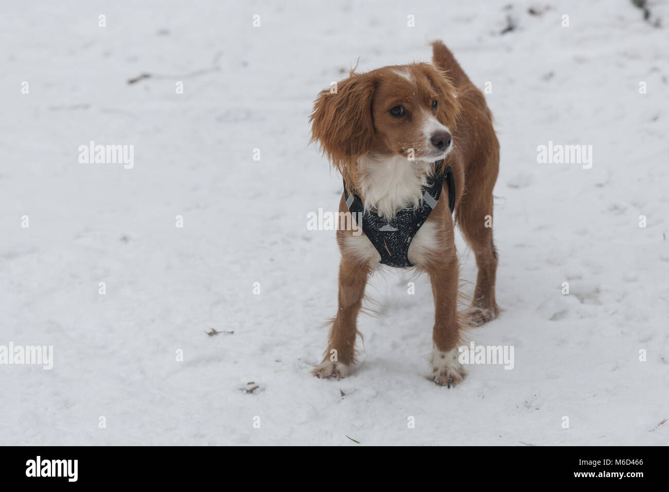 Gravesend, Vereinigtes Königreich. 2. März, 2018. Cockapoo Pip spielt im Schnee in Gravesend, Kent, wo es hat eine frische Schneedecke bei eisigen Temperaturen. Rob Powell/Alamy leben Nachrichten Stockfoto