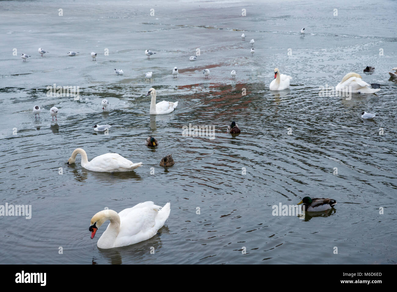 Exeter, Devon, Großbritannien. 2. März 2018. UK Wetter. Schwere Schnee und eisigen Fluss Exe in Exeter. Credit: Sebastian Wasek/Alamy leben Nachrichten Stockfoto