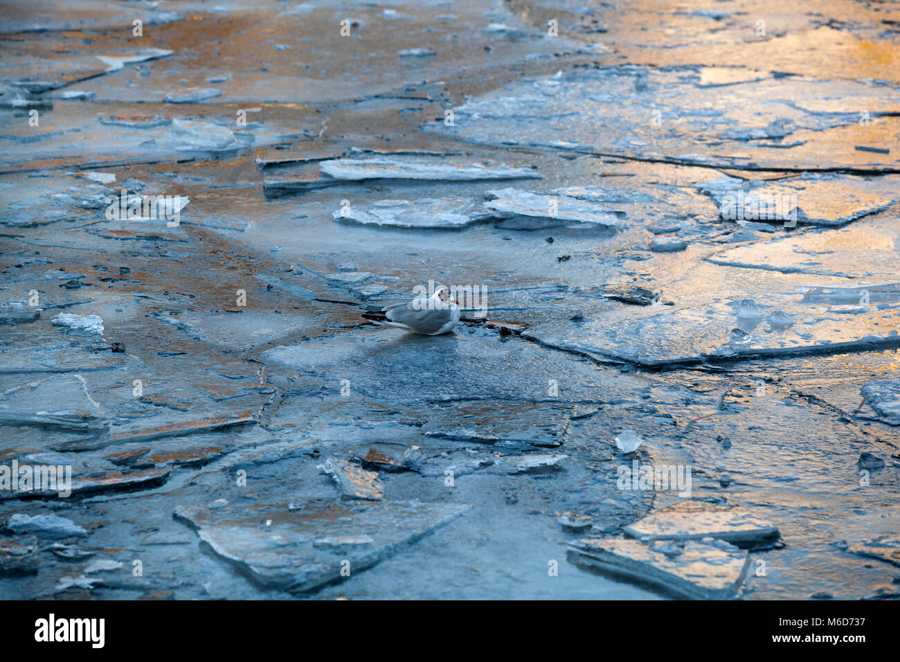 Ein Vogel wartet auf der Oberfläche des zugefrorenen Fluss Spree in Berlin, Deutschland. Stockfoto