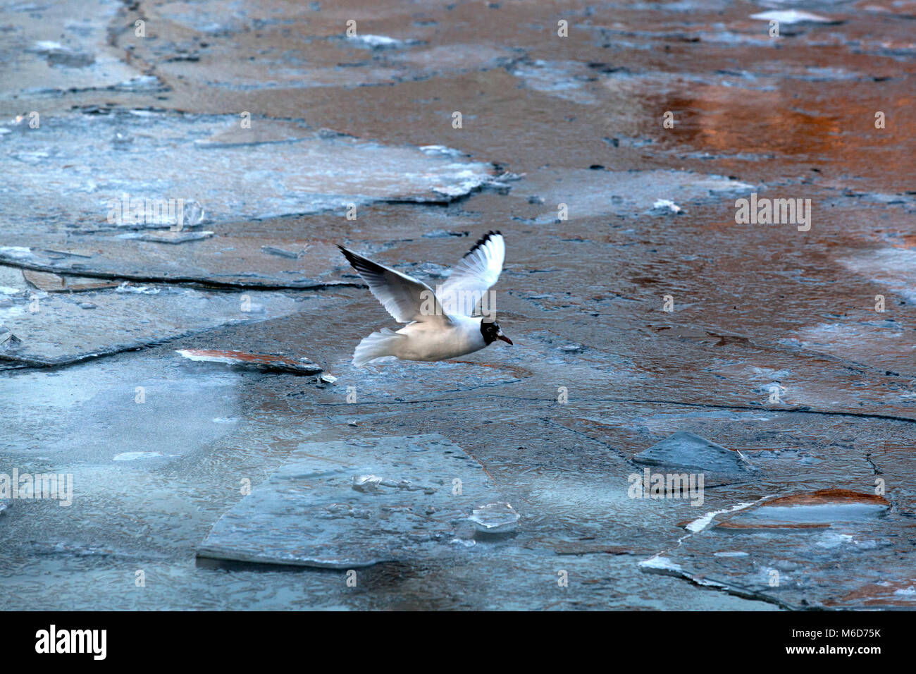 Ein Vogel dauert ein Flug über den zugefrorenen Fluss Spree in Berlin, Deutschland. Stockfoto