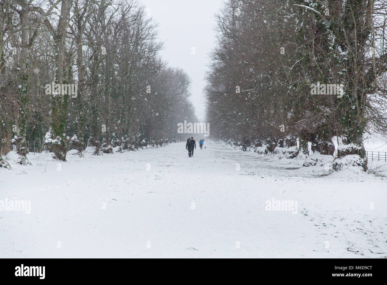 Celbridge, Kildare, Irland. 02 Mär 2018: Nach dem Sturm Emma mit dem Wind Abschwächung Menschen sind zu Fuß durch die schöne weiße Avenue im Castletown Park in Celbridge. Stockfoto