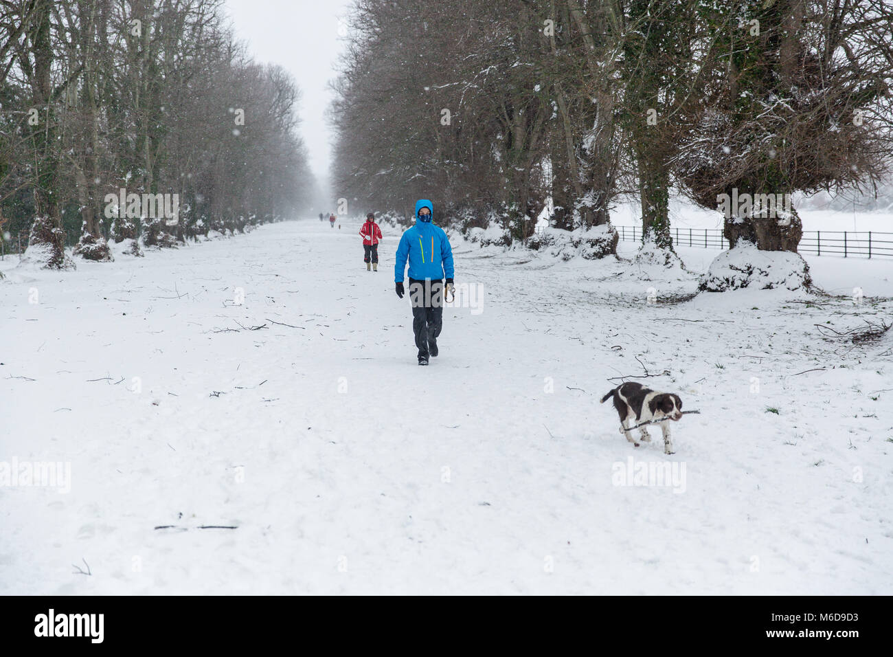 Celbridge, Kildare, Irland. 02 Mär 2018: Nach dem Sturm Emma mit dem Wind Abschwächung Menschen sind zu Fuß durch die schöne weiße Avenue im Castletown Park in Celbridge. Stockfoto