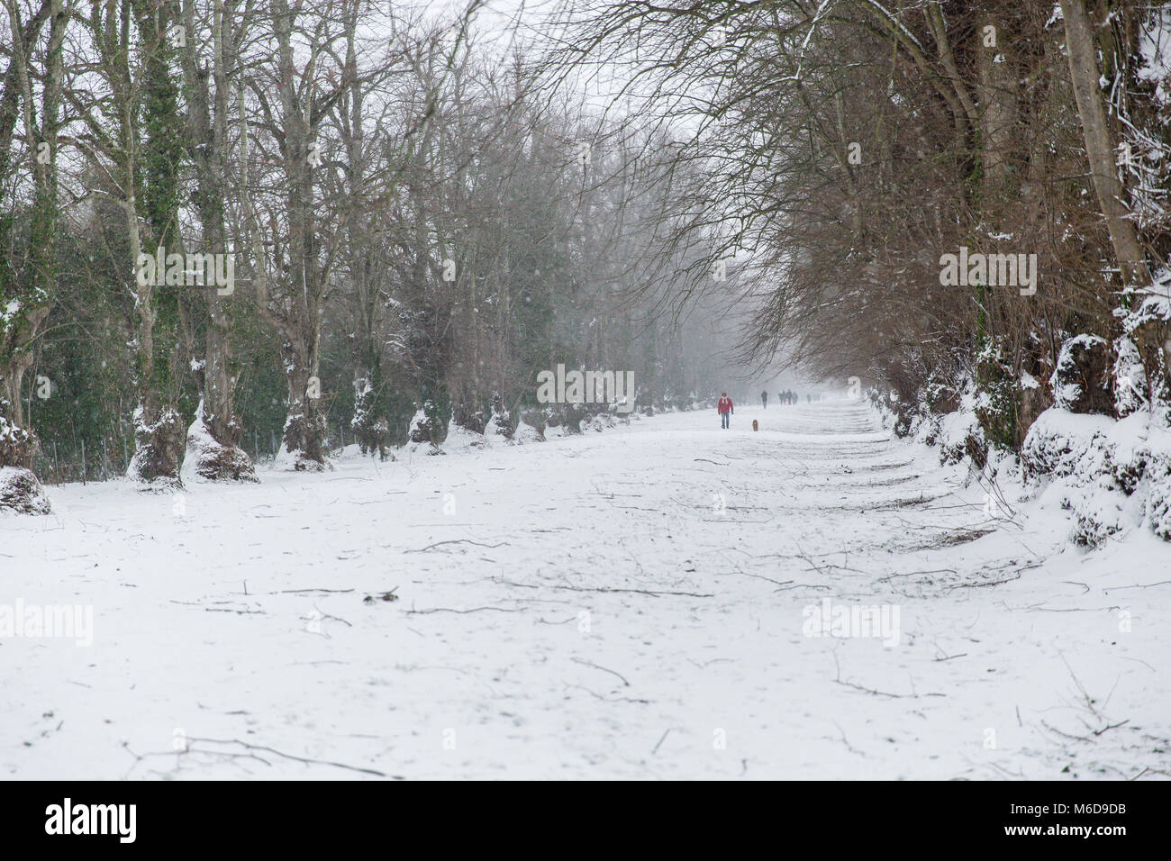 Celbridge, Kildare, Irland. 02 Mär 2018: Nach dem Sturm Emma mit dem Wind Abschwächung Menschen sind zu Fuß durch die schöne weiße Avenue im Castletown Park in Celbridge. Stockfoto