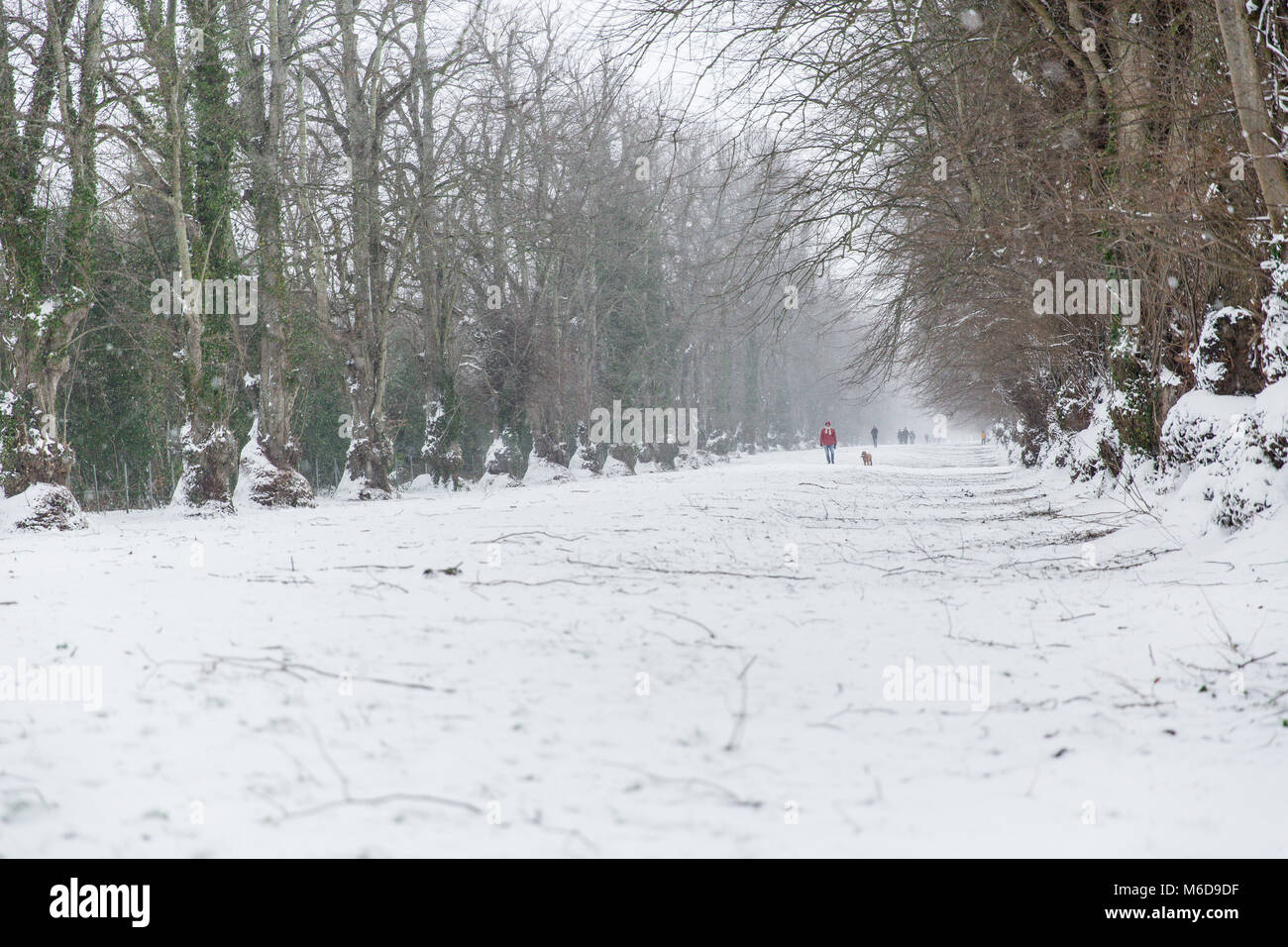 Celbridge, Kildare, Irland. 02 Mär 2018: Nach dem Sturm Emma mit dem Wind Abschwächung Menschen sind zu Fuß durch die schöne weiße Avenue im Castletown Park in Celbridge. Stockfoto