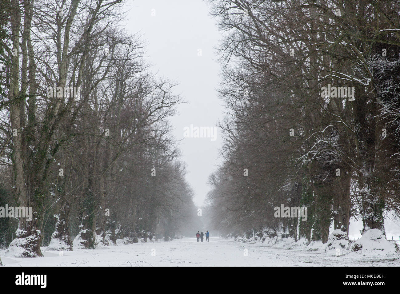 Celbridge, Kildare, Irland. 02 Mär 2018: Nach dem Sturm Emma mit dem Wind Abschwächung Menschen sind zu Fuß durch die schöne weiße Avenue im Castletown Park in Celbridge. Stockfoto