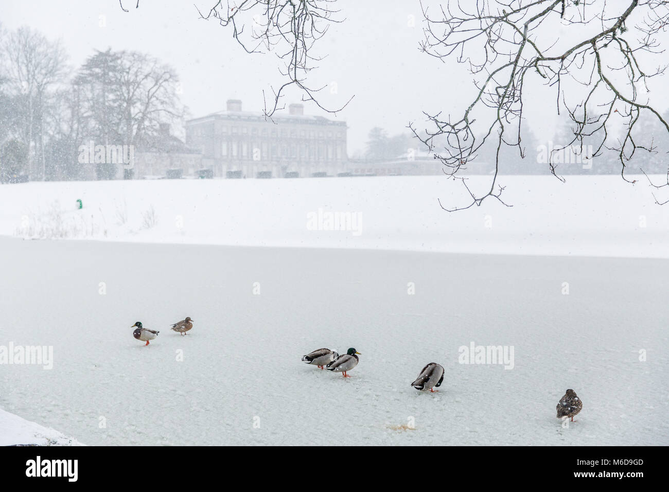 Stockenten auf einem zugefrorenen Teich in Castletown Park, Celbridge, Grafschaft Kildare, Irland Stockfoto