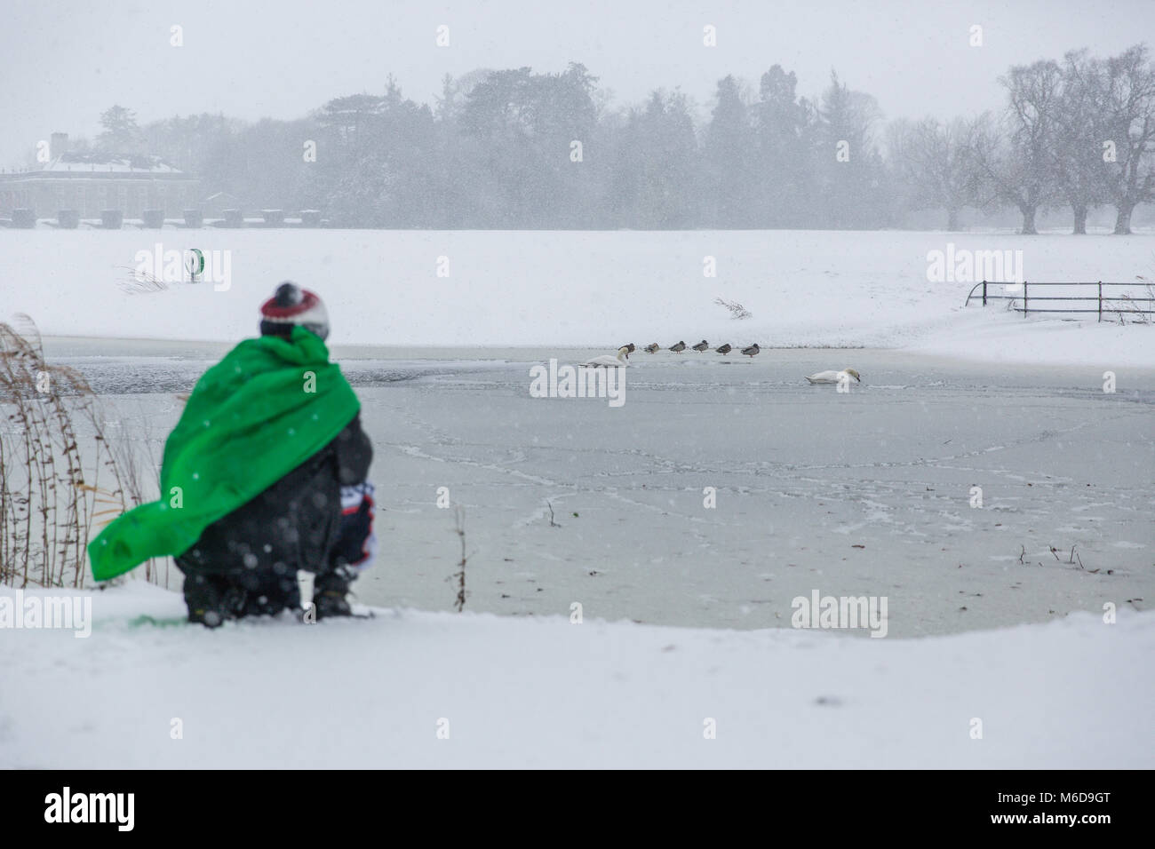 Celbridge, Kildare, Irland. 02 Mär 2018: Fotograf in grünen Umhang beobachten und fotografieren Stockenten, stehend auf einem gefrorenen Teich auf der überdachten im Schnee Castletown Park in Celbridge. Tier aus dem Osten durch Sturm Emma brachte Schnee und starkem Wind lähmt das Land und zwingen die Met Éireann die rote Warnmeldung über Irland zu erteilen. Stockfoto