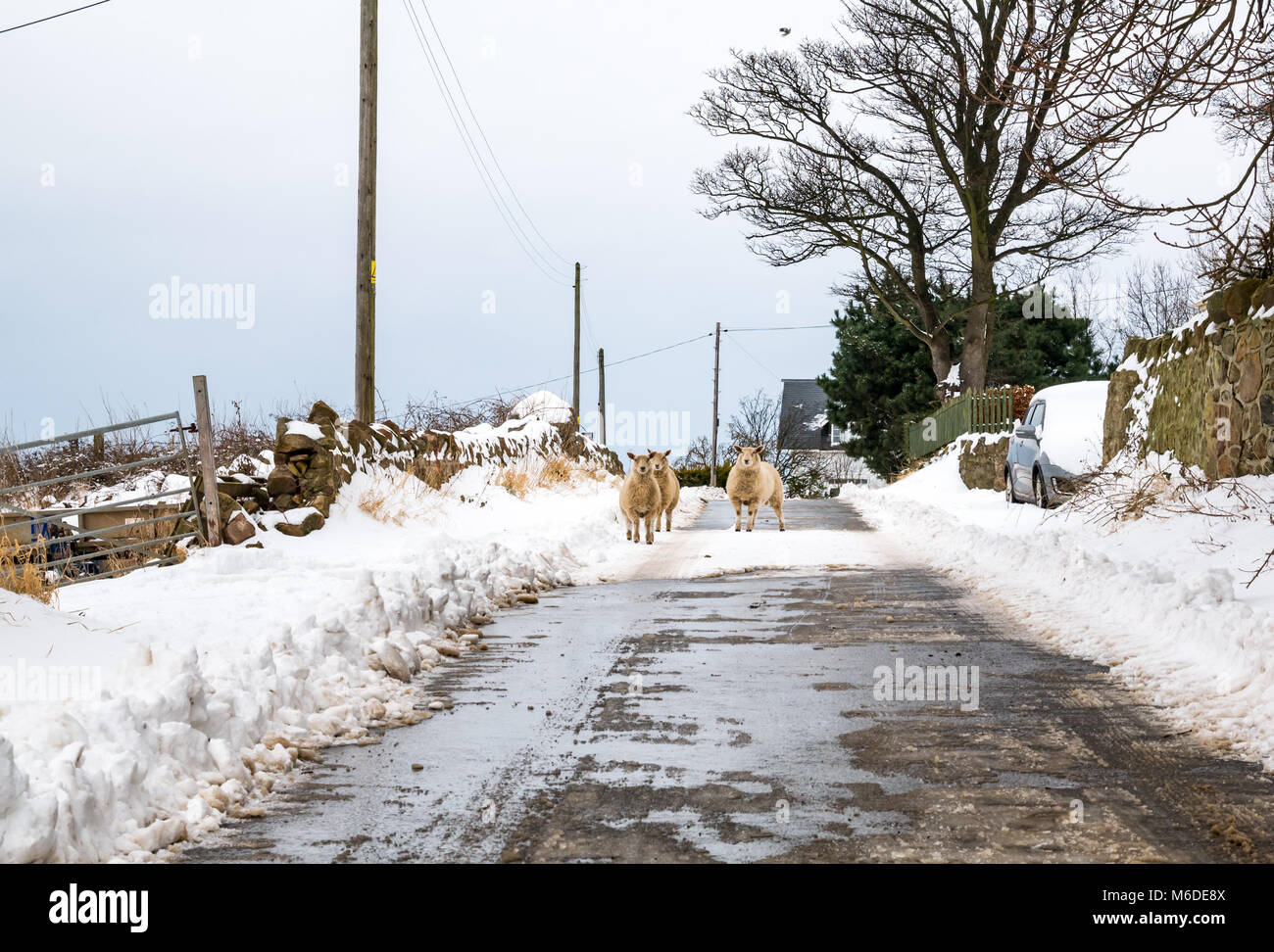 East Lothian, Schottland, Vereinigtes Königreich, 3. März 2018. UK Wetter: verschneite Szene nach dem extremen arktischen Wetter event Spitznamen "das Tier aus dem Osten". Ein Trio von Schafen, die Flucht aus einem Feld Stockfoto
