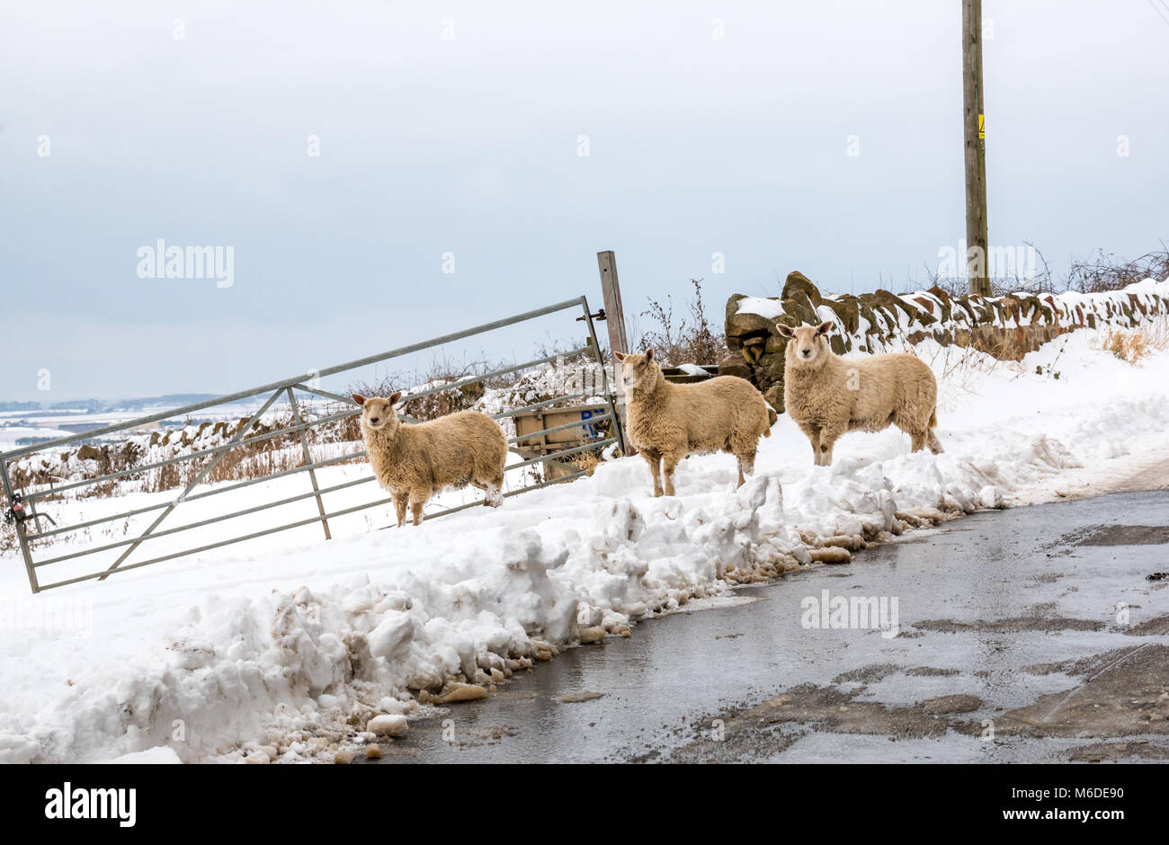 East Lothian, Schottland, Vereinigtes Königreich, 3. März 2018. UK Wetter: verschneite Szene nach dem extremen arktischen Wetter event Spitznamen "das Tier aus dem Osten". Ein Trio von Schafen, die Flucht aus einem Feld Stockfoto
