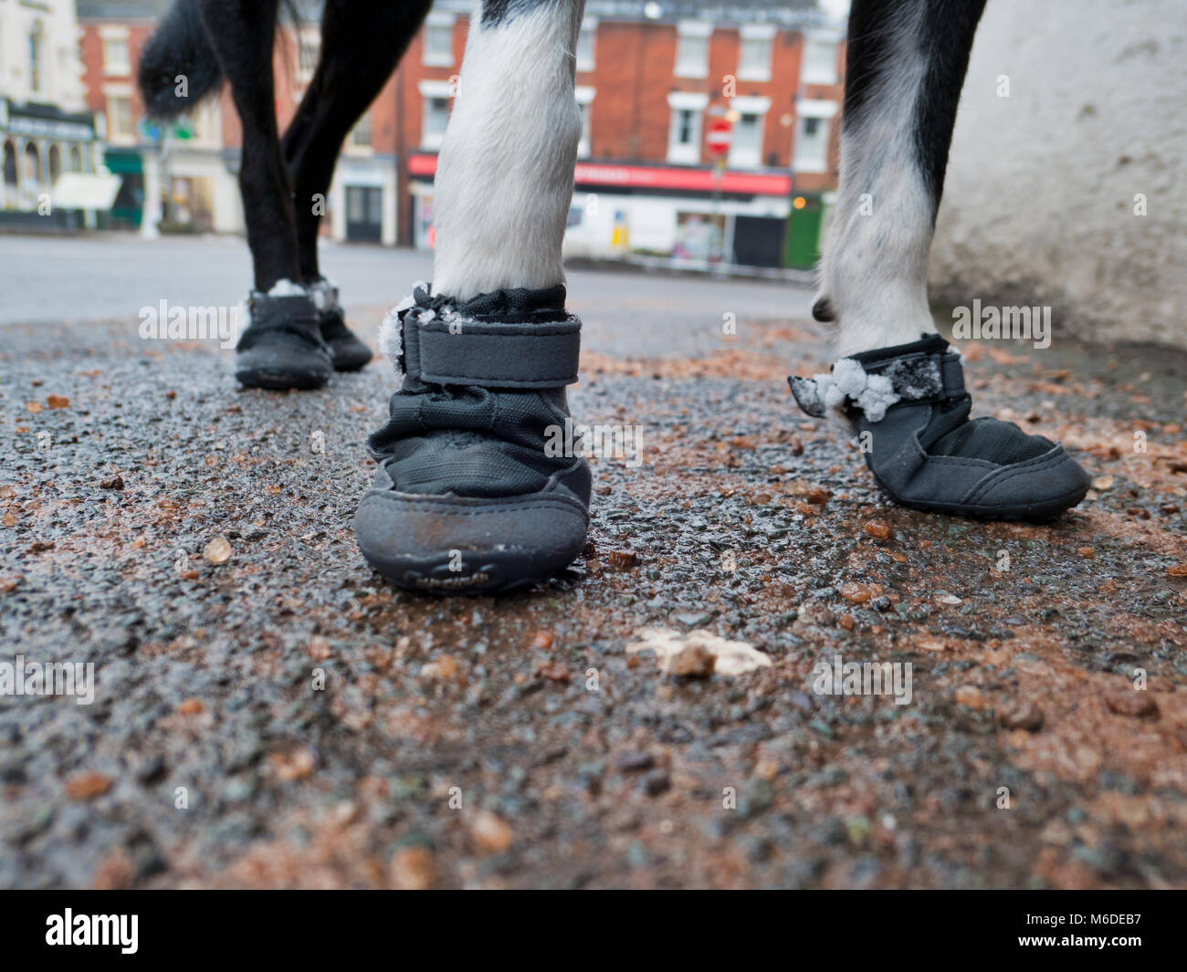 Derbyshire, Großbritannien, 3. März. 2018. UK Wetter: ein Kurzhaariger Border Collie Hund tragen Sie eine Schicht&Snow boots ihr Pads & Pfoten aus dem kalten Eis, Grit & Salz bei einem Spaziergang in der Nähe von Ashbourne zu schützen, dem Tor zum Nationalpark Peak District, Derbyshire, England, UK Credit: Doug Blane/Alamy leben Nachrichten Stockfoto