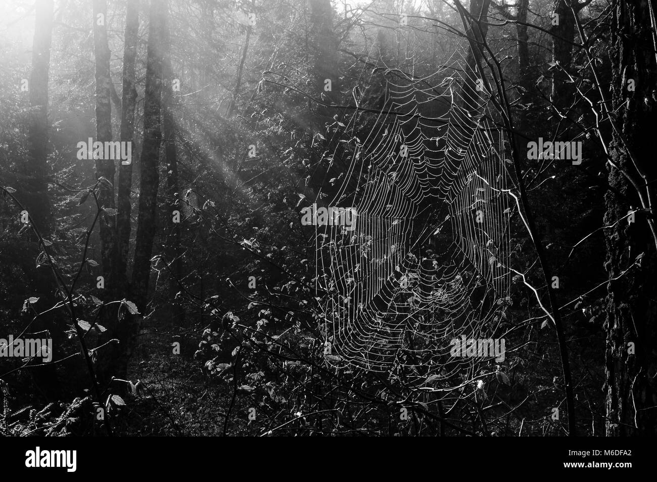Spiderweb und Sonnenstrahlen, Siam Teiche Wilderness Area, Adirondack Forest Preserve, New York Stockfoto