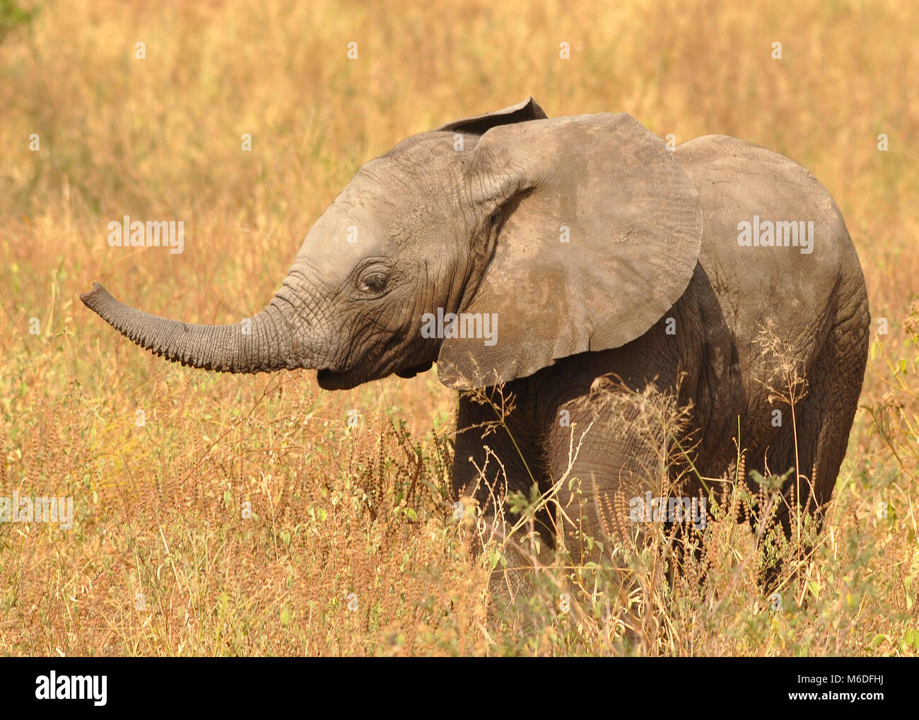 Baby Bush Elephant (Loxodonta africana) steht in Savanna mit Rüssel in der Luft. Nahaufnahme der Seitenansicht. Stockfoto