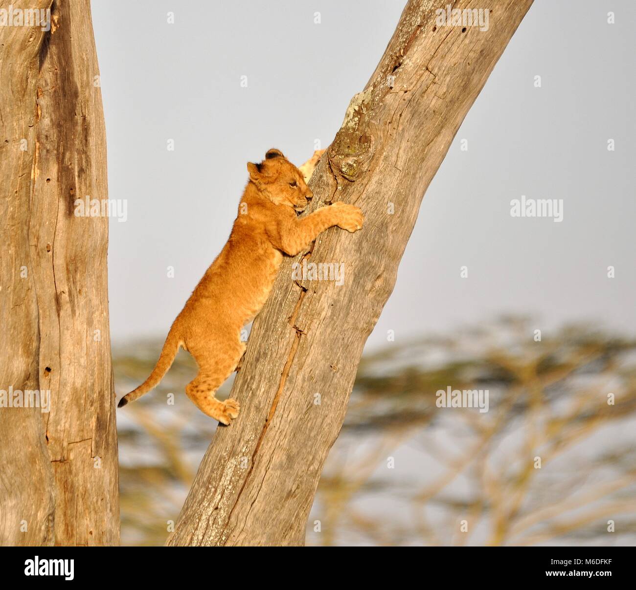 Ein Löwenjunges (Panthera leo) klettert nach dem Stechen von einem Baum rückwärts herunter. Aufgenommen im Serengeti Nationalpark, Tansania Stockfoto