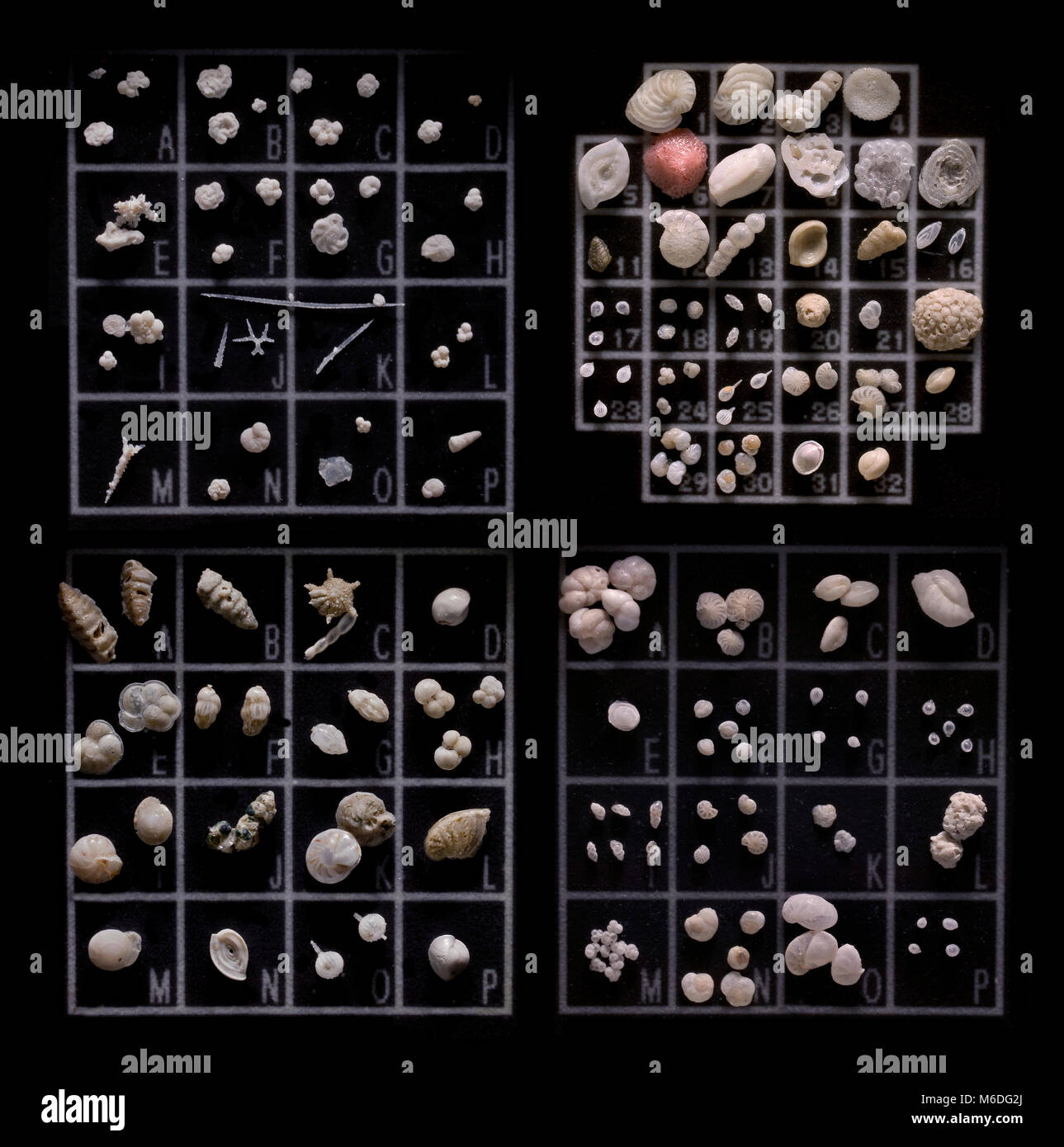 Objektträger, gemischte Vielfalt der Marine micro Fauna, Foraminiferen, Meer Fremdkörper Stockfoto