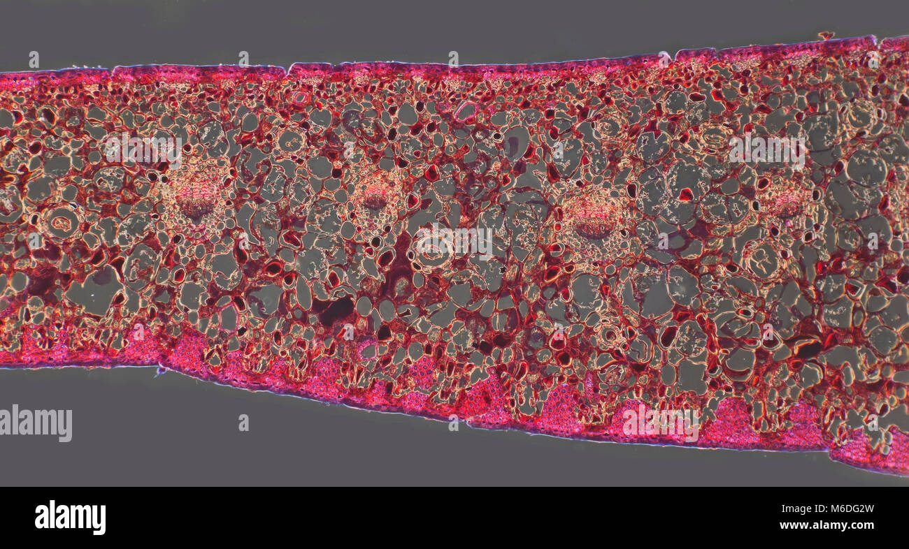 Monkey Puzzle Tree leaf detail TS darkfield photomicrograph Stockfoto