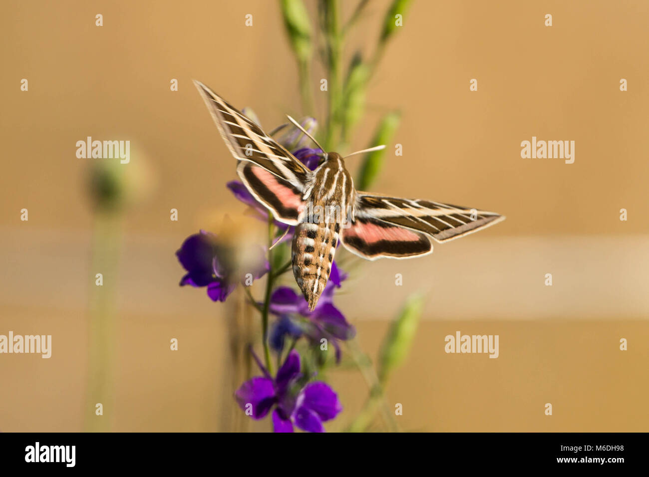 Eine Sphinx Moth im Garten Stockfoto