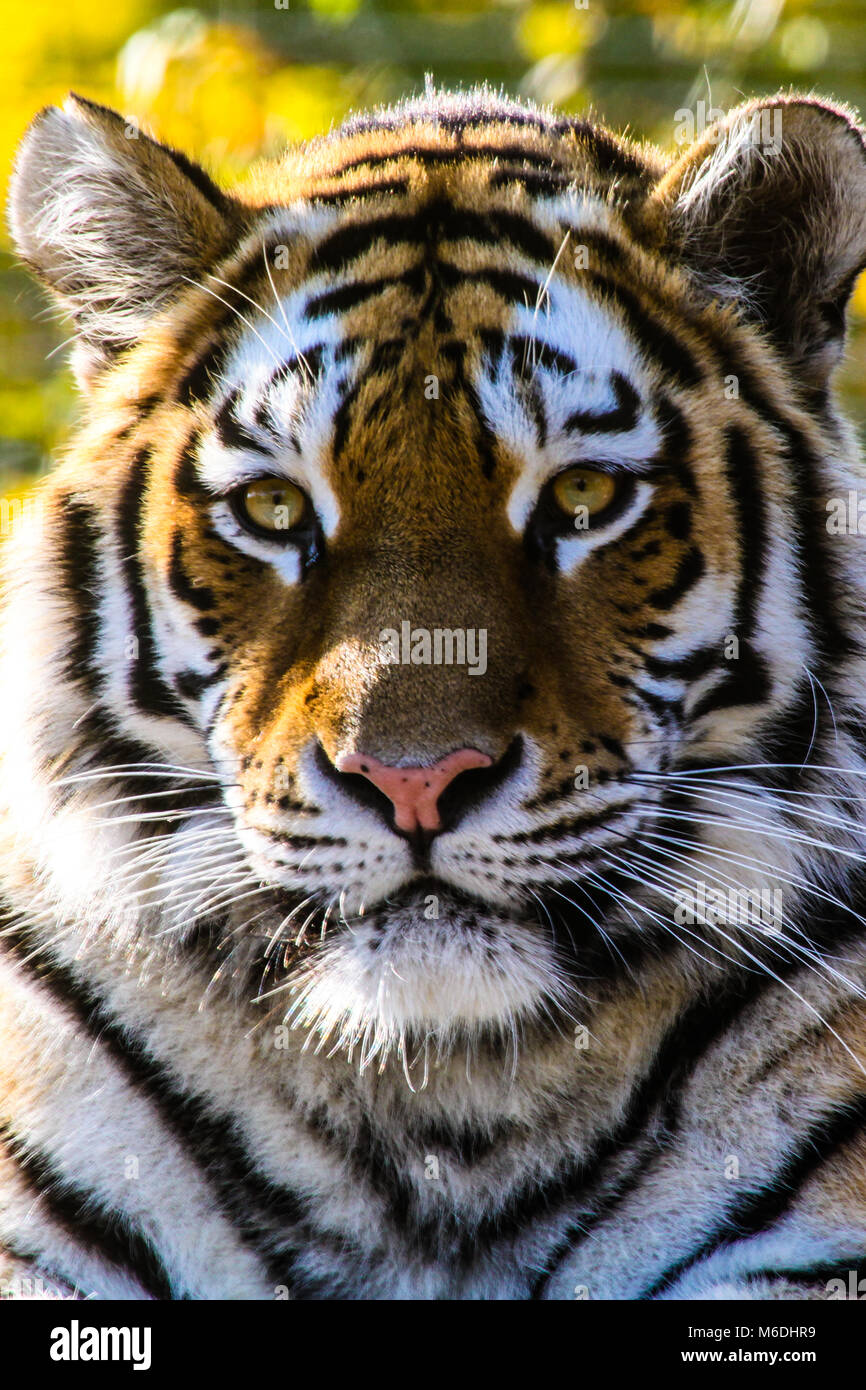 Tiger in Wien Zoo Schönbrunn Stockfoto