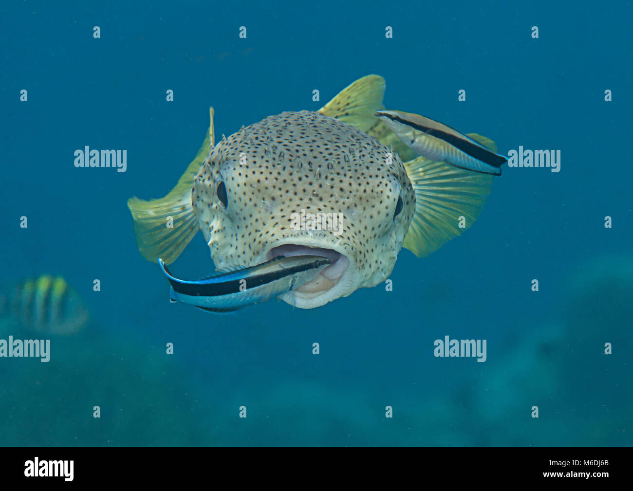 Krümmungsanalyse mit Stacheln Krümmungsanalyse mit Stacheln Kugelfische (diodon hystrix) durch sauberere Fisch gereinigt wird (Labroides dimidiatus) an der Reinigungsstation, Bali, Indonesien Stockfoto