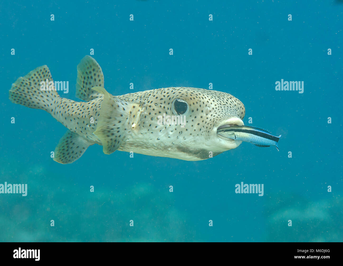 Krümmungsanalyse mit Stacheln Krümmungsanalyse mit Stacheln Kugelfische (diodon hystrix) durch sauberere Fisch gereinigt wird (Labroides dimidiatus) an der Reinigungsstation, Bali, Indonesien Stockfoto