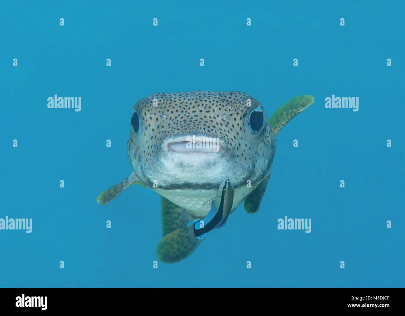 Krümmungsanalyse mit Stacheln Krümmungsanalyse mit Stacheln Kugelfische (diodon hystrix) durch sauberere Fisch gereinigt wird (Labroides dimidiatus) an der Reinigungsstation, Bali, Indonesien Stockfoto