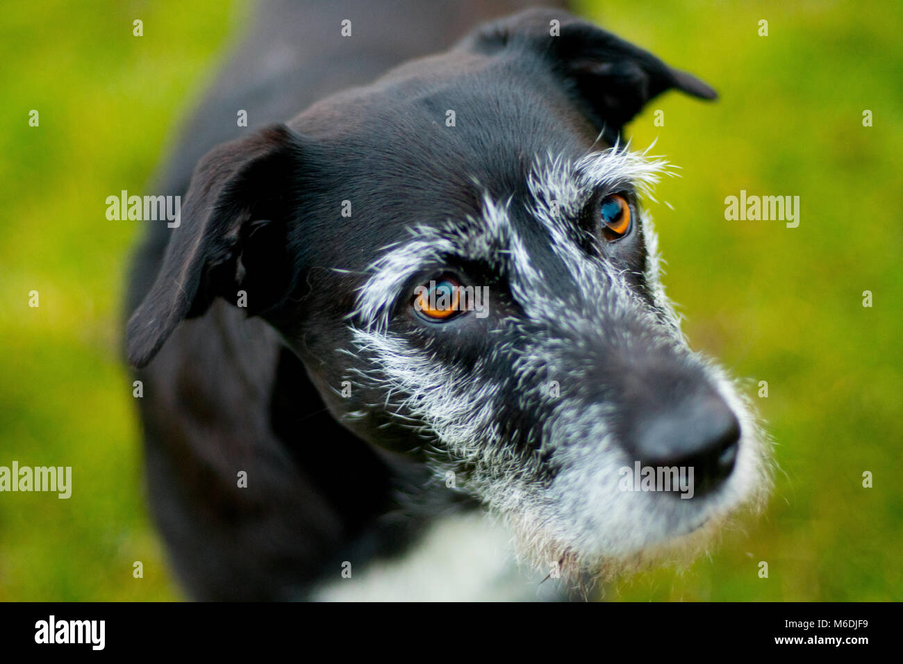 Hunde schöne Augen Stockfoto