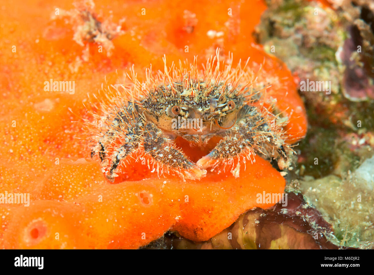 Haarige Krabbe ruht auf Coral von Lembeh Strait Stockfoto