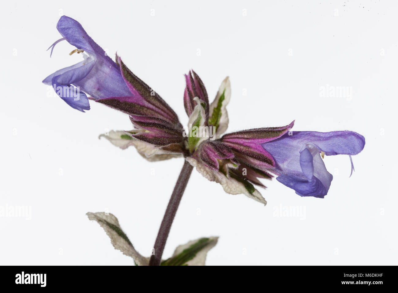 'Tricolor', Kryddsalvia gemeinsamen Salbei (Salvia officinalis) Stockfoto