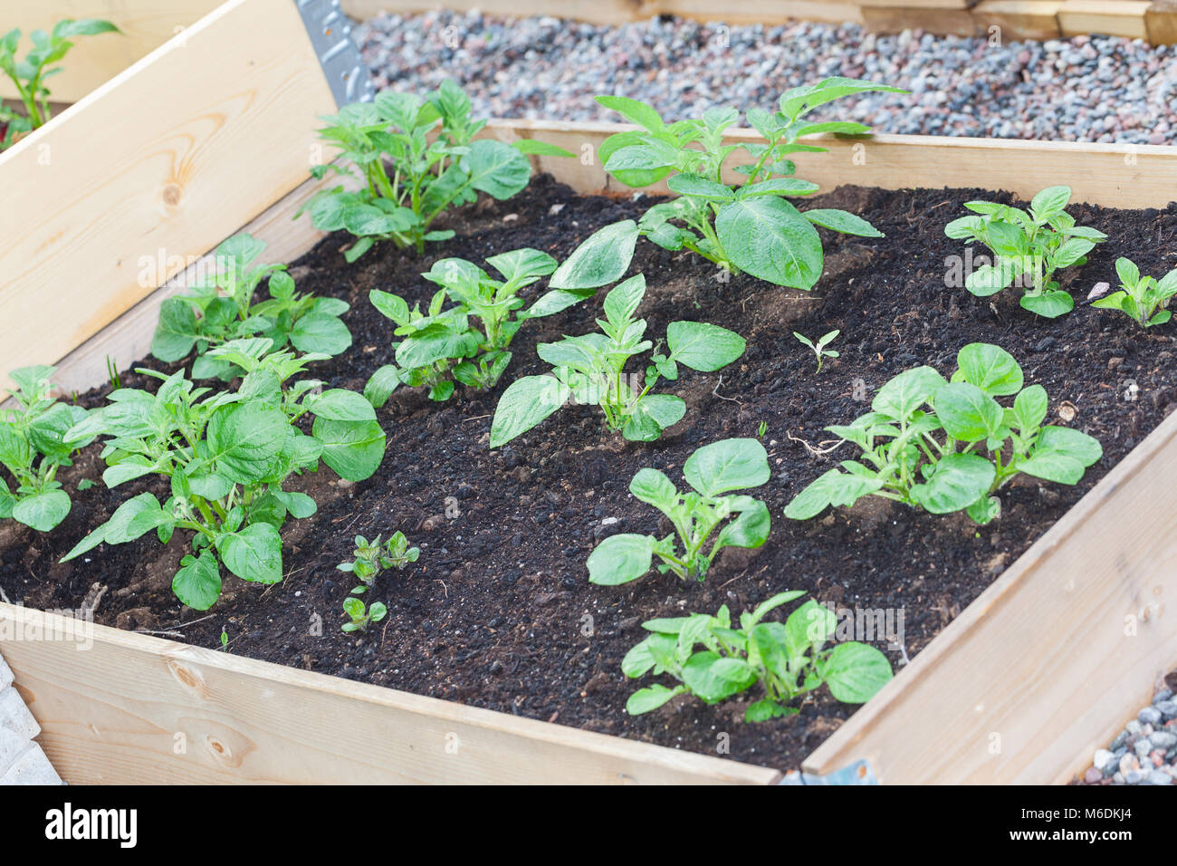 "Asterix", Potatis Kartoffel (Solanum tuberosum) Stockfoto