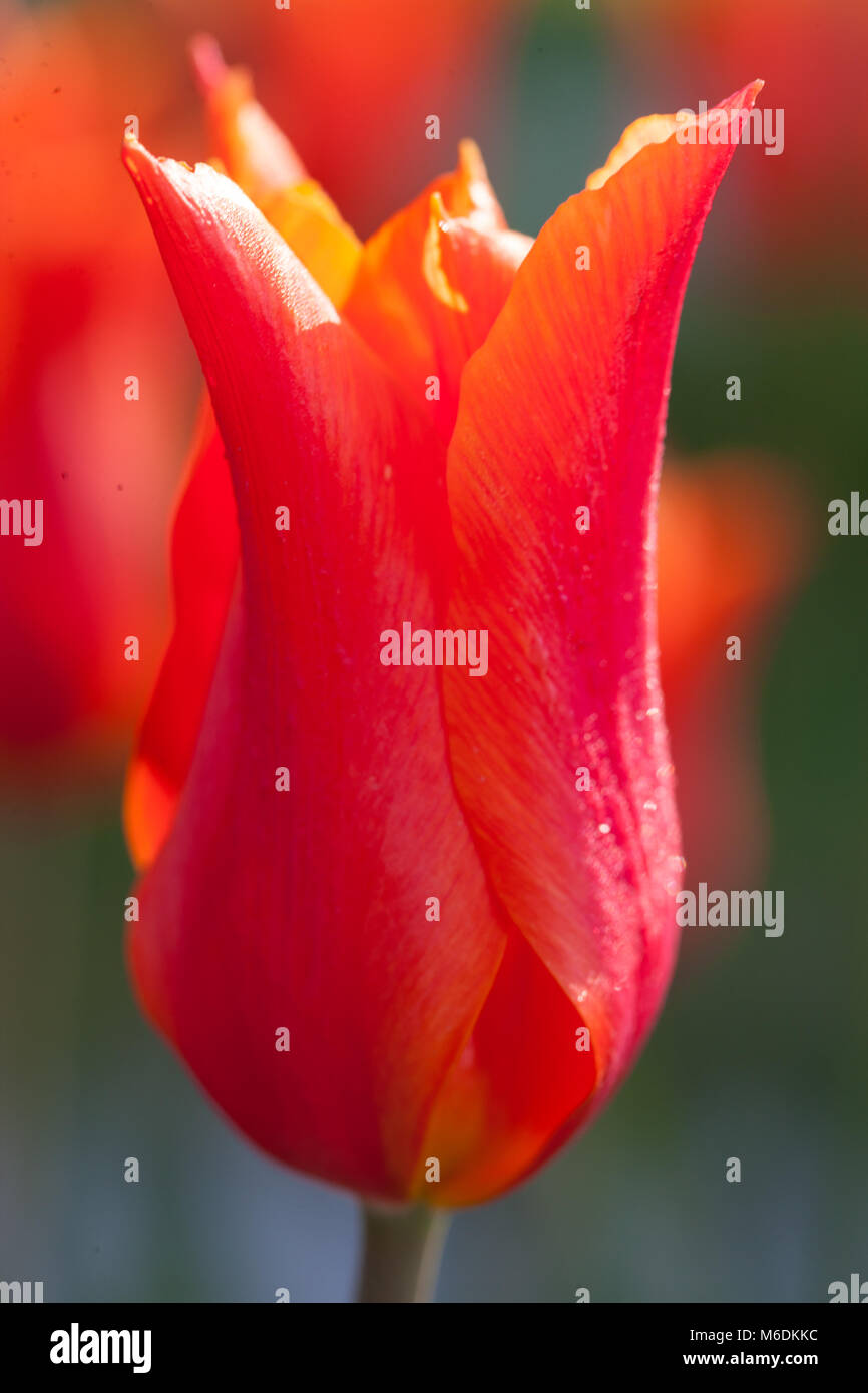 'Ballerina' Lily blühenden Tulpe, Liljetulpan (Tulipa gesneriana) Stockfoto