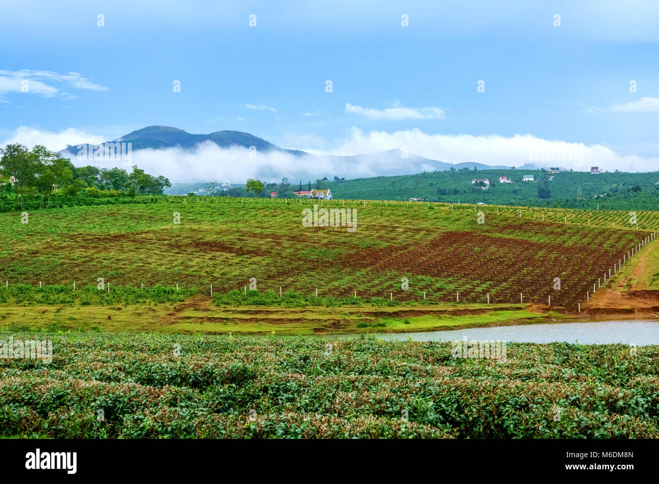 Bao Loc Kaffee Hügel, grüne Landschaft Hintergrund, grüne Blätter. Bao Loc, Lam Dong, Stockfoto