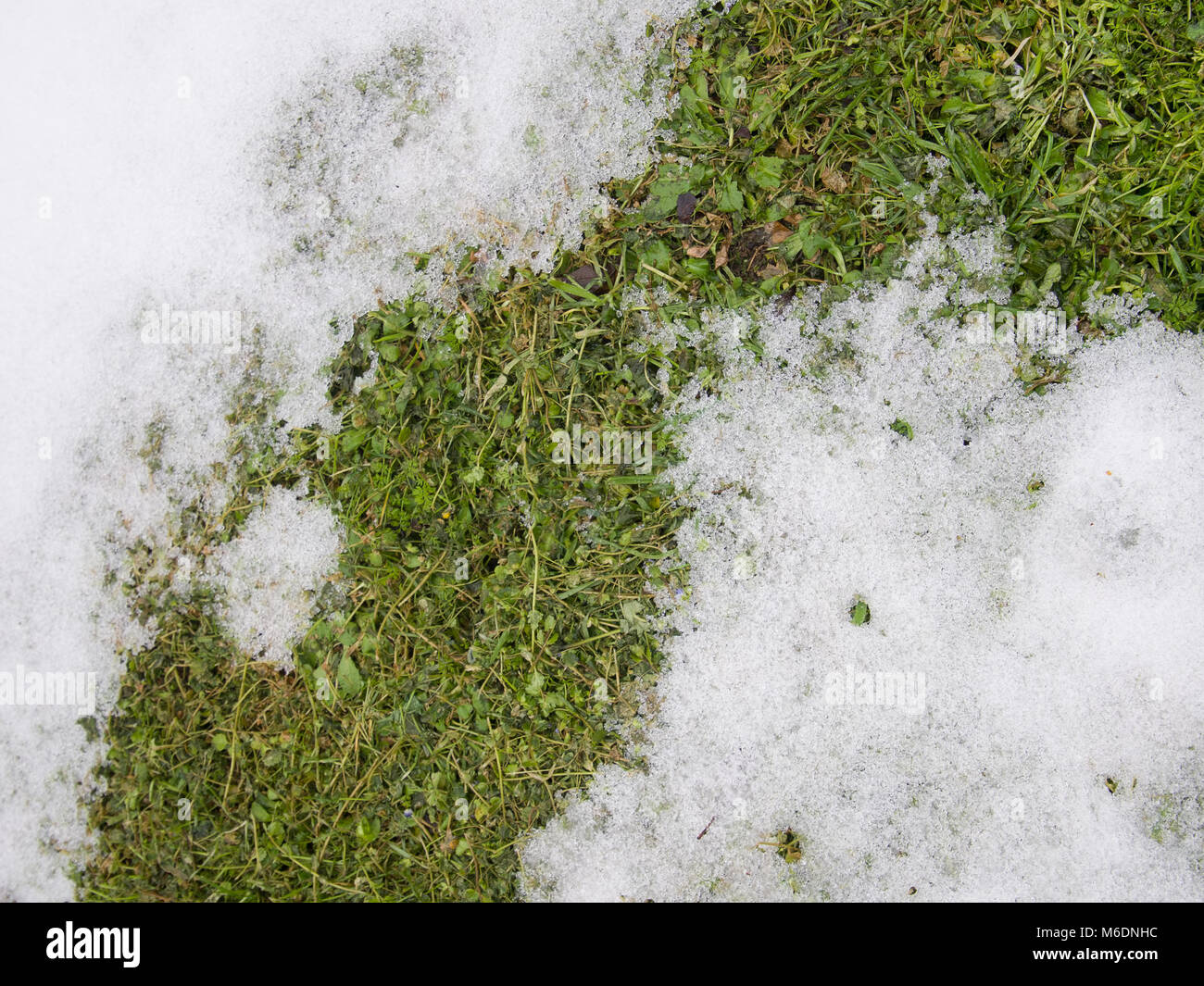 Schmelzender Schnee auf dem Rasen, Auftauen. Stockfoto