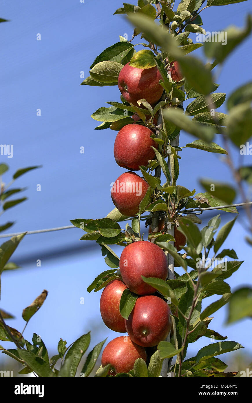 Braeburn Apple 4. Stockfoto