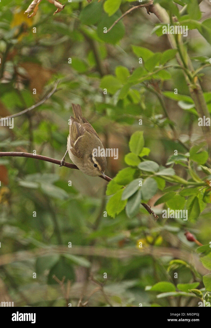 Gelbbrauen-laubsänger (Phylloscopus inornatus) Erwachsenen auf dem Zweig, Hebei, China kann hochgestellt Stockfoto