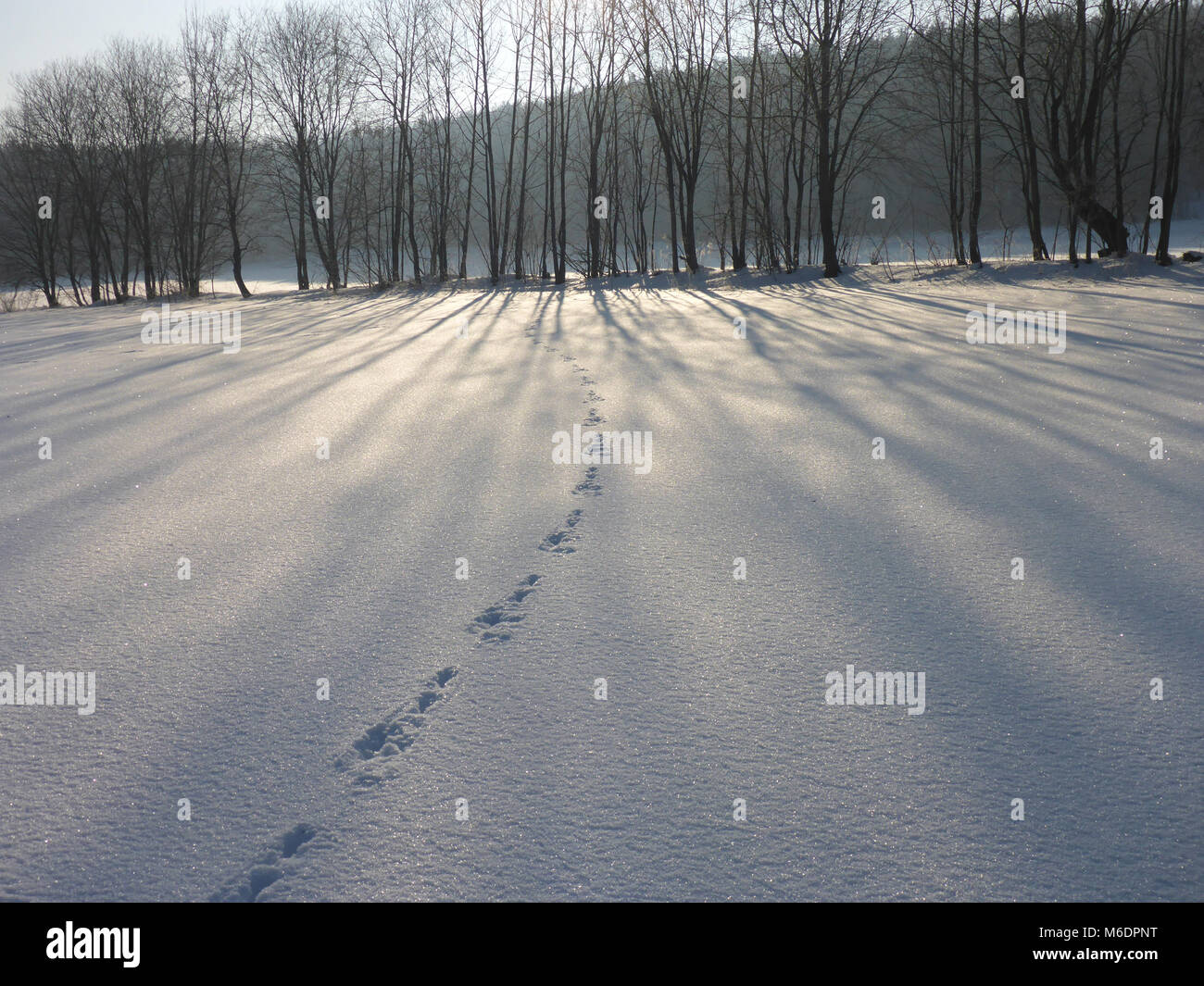 Winterlandscape mit Titel Wald und Schnee Stockfoto
