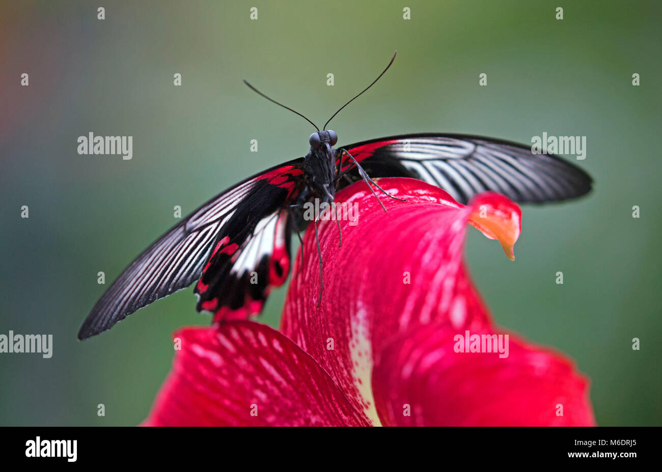 Scarlet mormone Schmetterling Nahaufnahme auf lebendige Blume Stockfoto