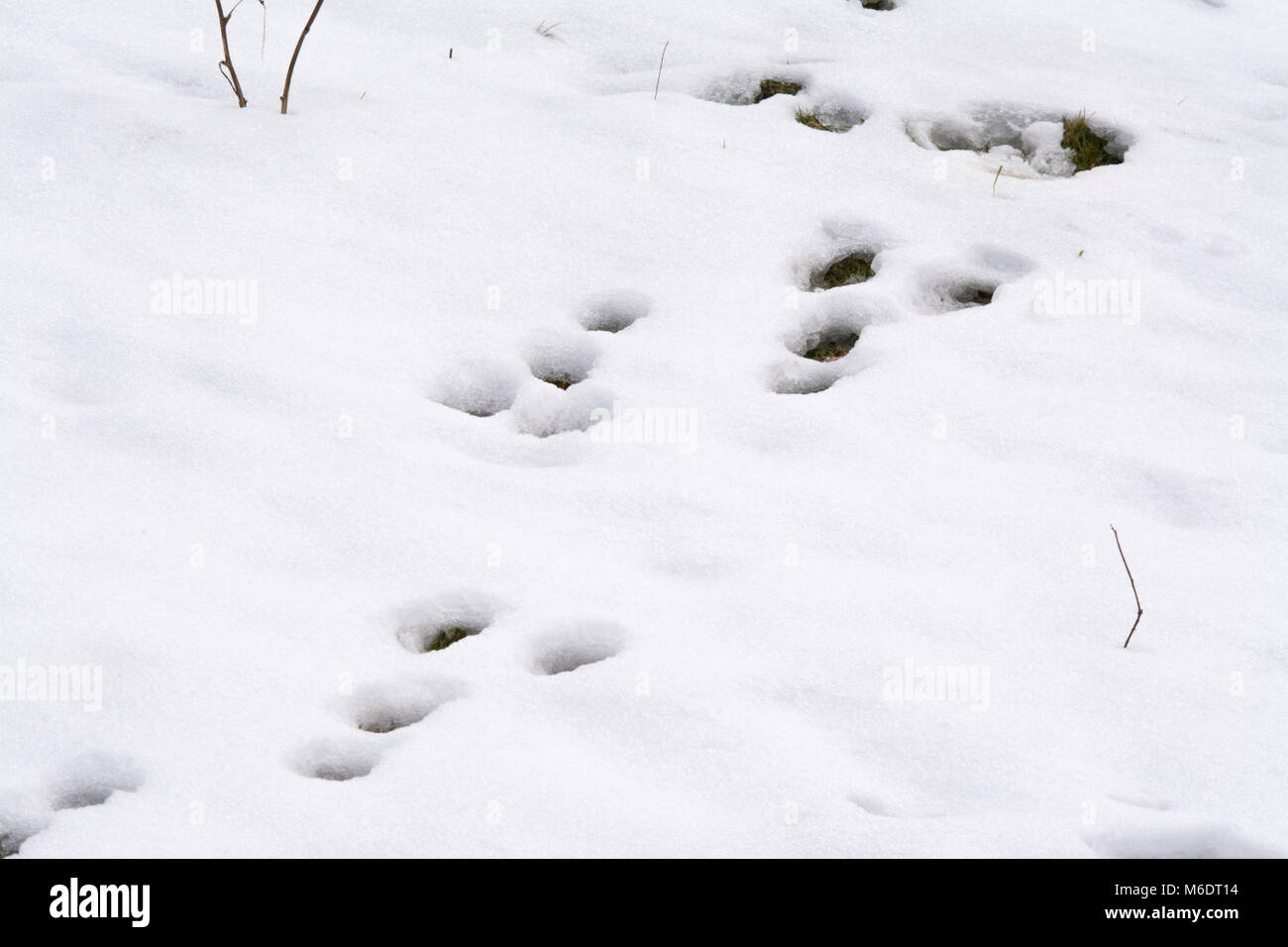Kaninchen-Spuren im Schnee Stockfoto