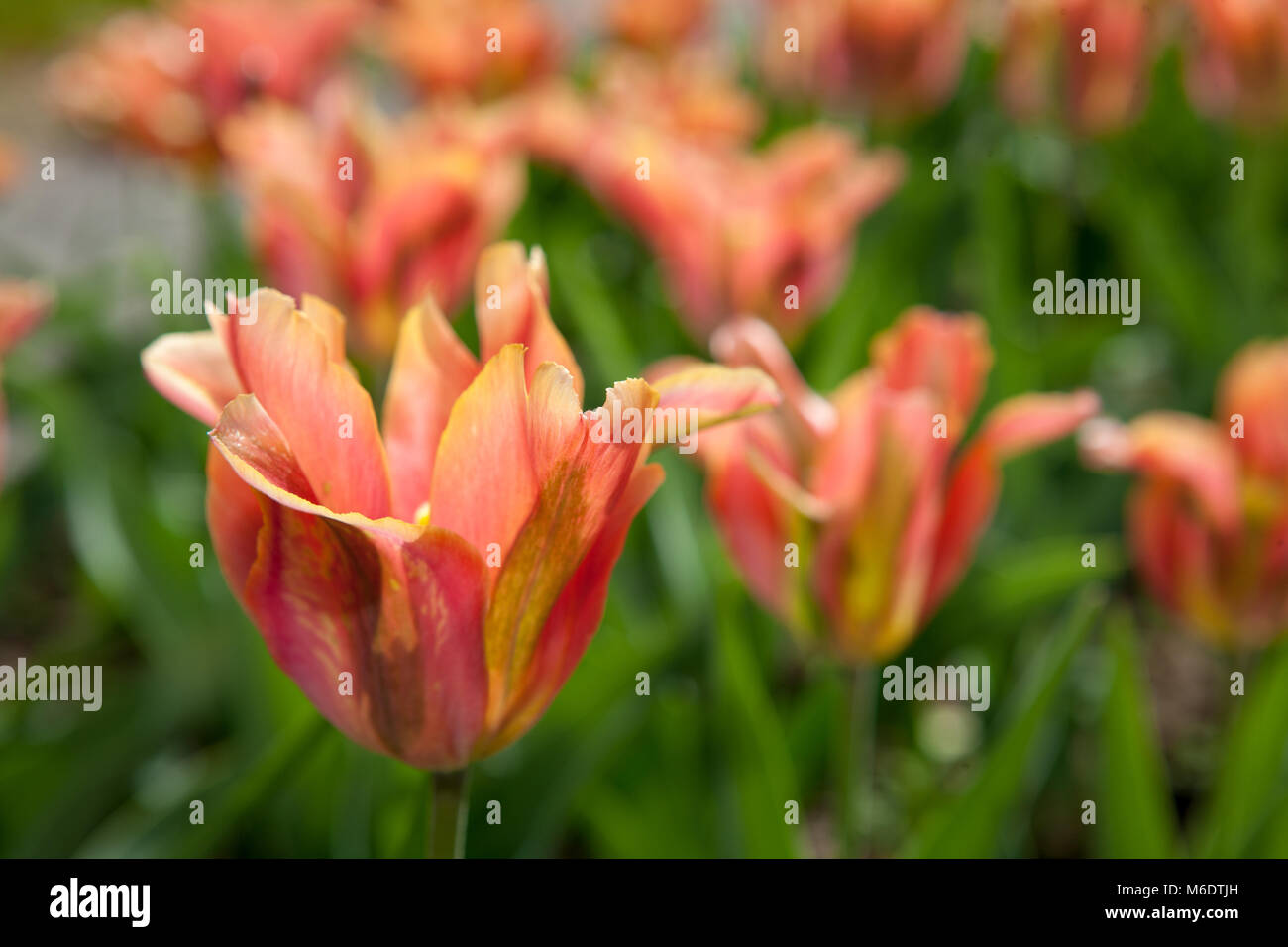 'Künstler' Galeata Tulip, Viridifloratulpan (Tulipa gesneriana) Stockfoto