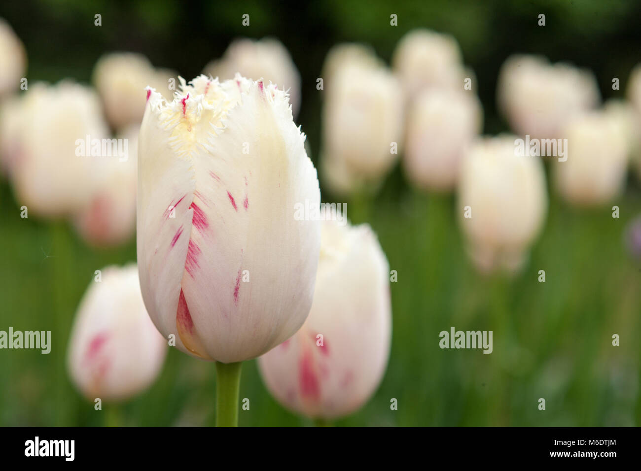 'Karussell' Gefranste Tulpe, Franstulpan (Tulipa gesneriana) Stockfoto