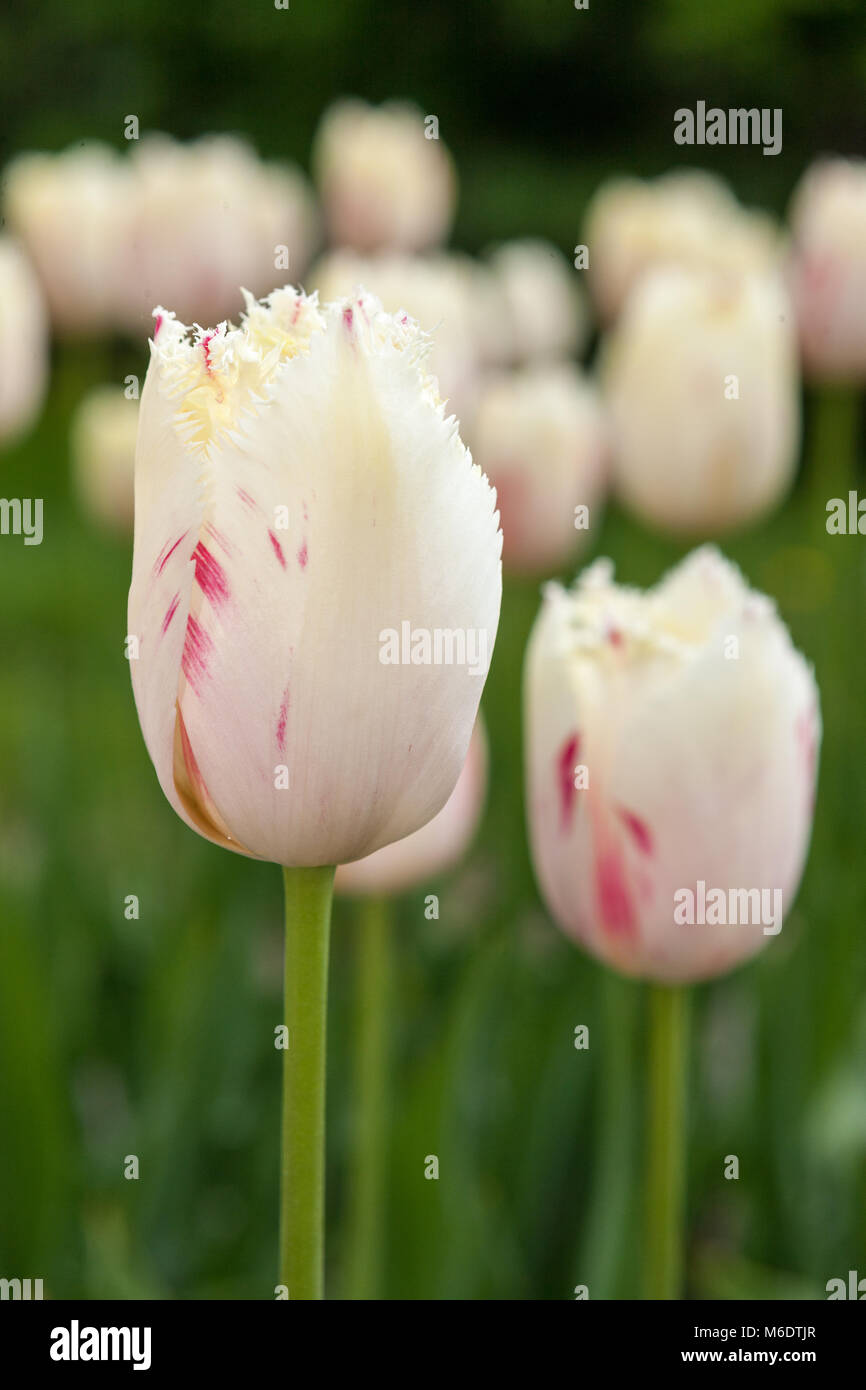 'Karussell' Gefranste Tulpe, Franstulpan (Tulipa gesneriana) Stockfoto