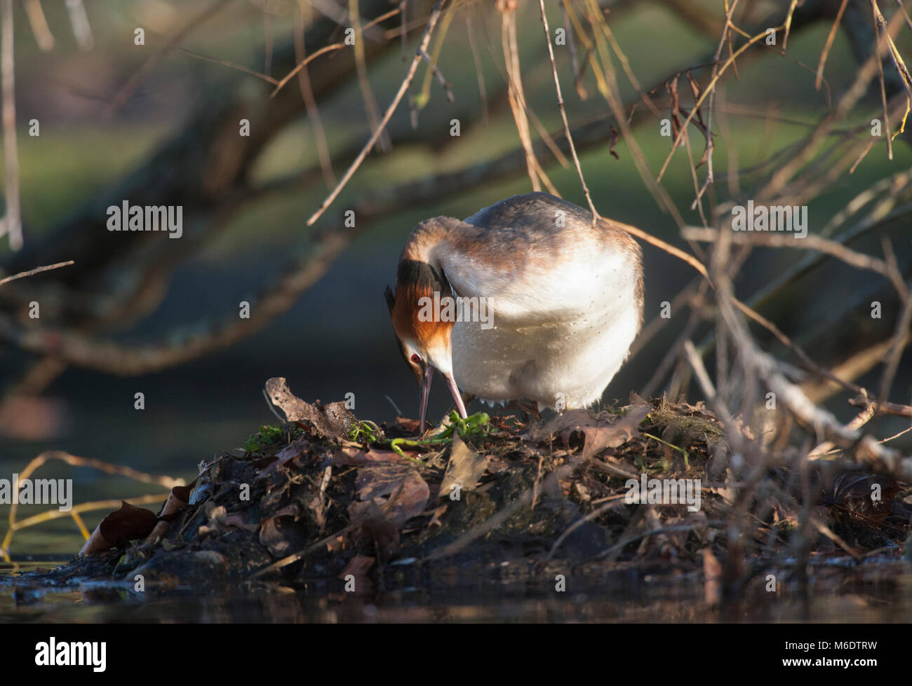 Haubentaucher (Podiceps cristatus), Gebäude Schwimmende Nest, Regents Park, London, Vereinigtes Königreich Stockfoto