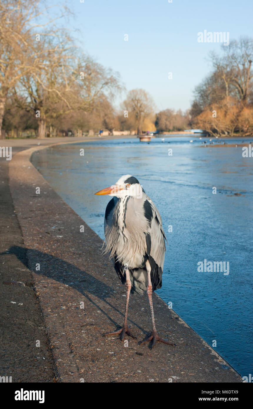 Graureiher (Ardea cinerea), Regents Park, London, Vereinigtes Königreich Stockfoto