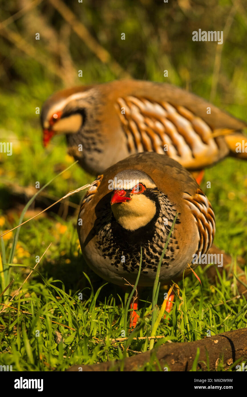 Red-legged Partridge (alectoris Rufa), Paar, Stockfoto