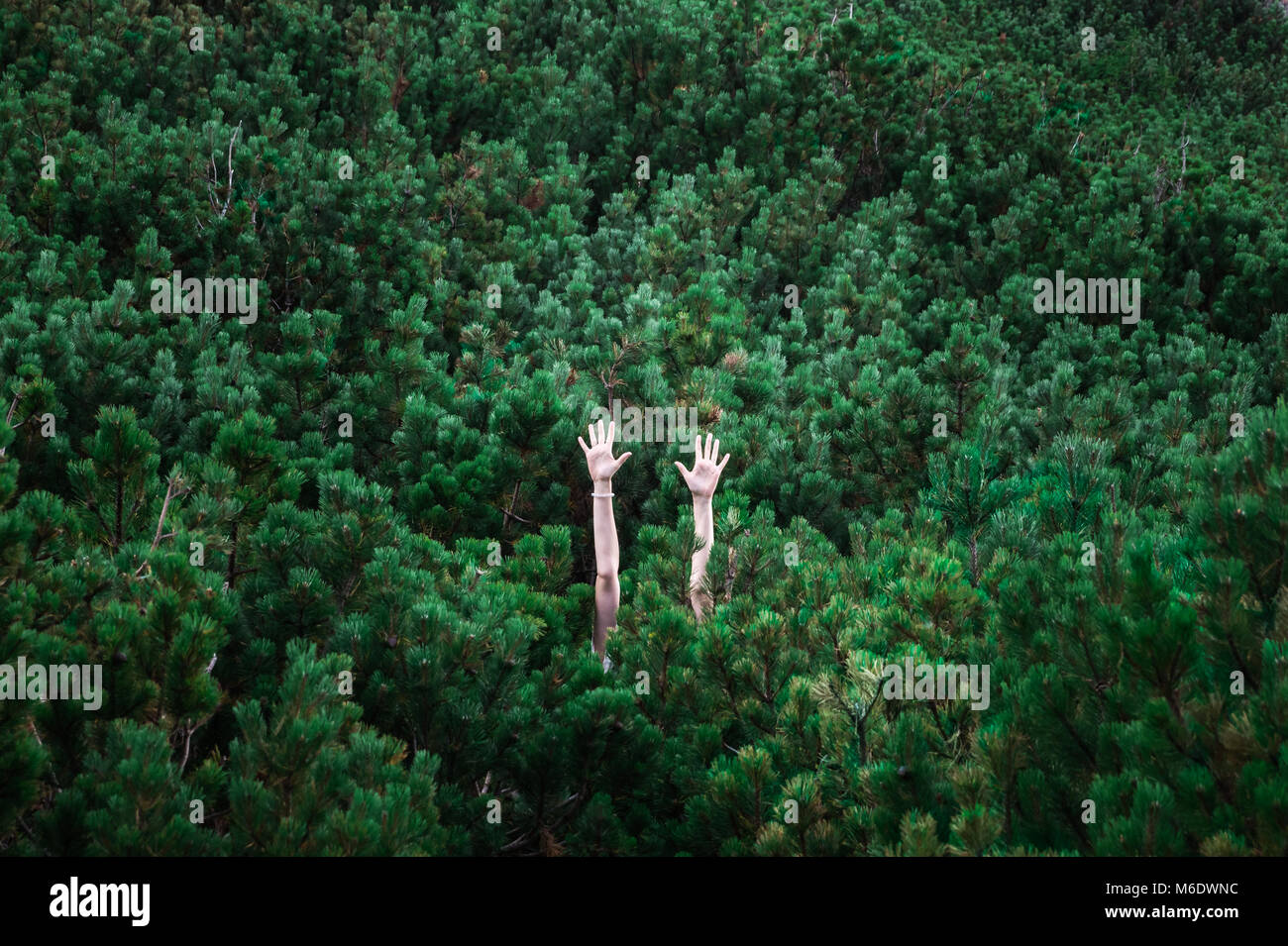 Abstraktes Bild von Personen, Hände hoch gestiegen unter grünen reichen Fell Bäume, die komplette Hintergrund sichtbar machen Stockfoto