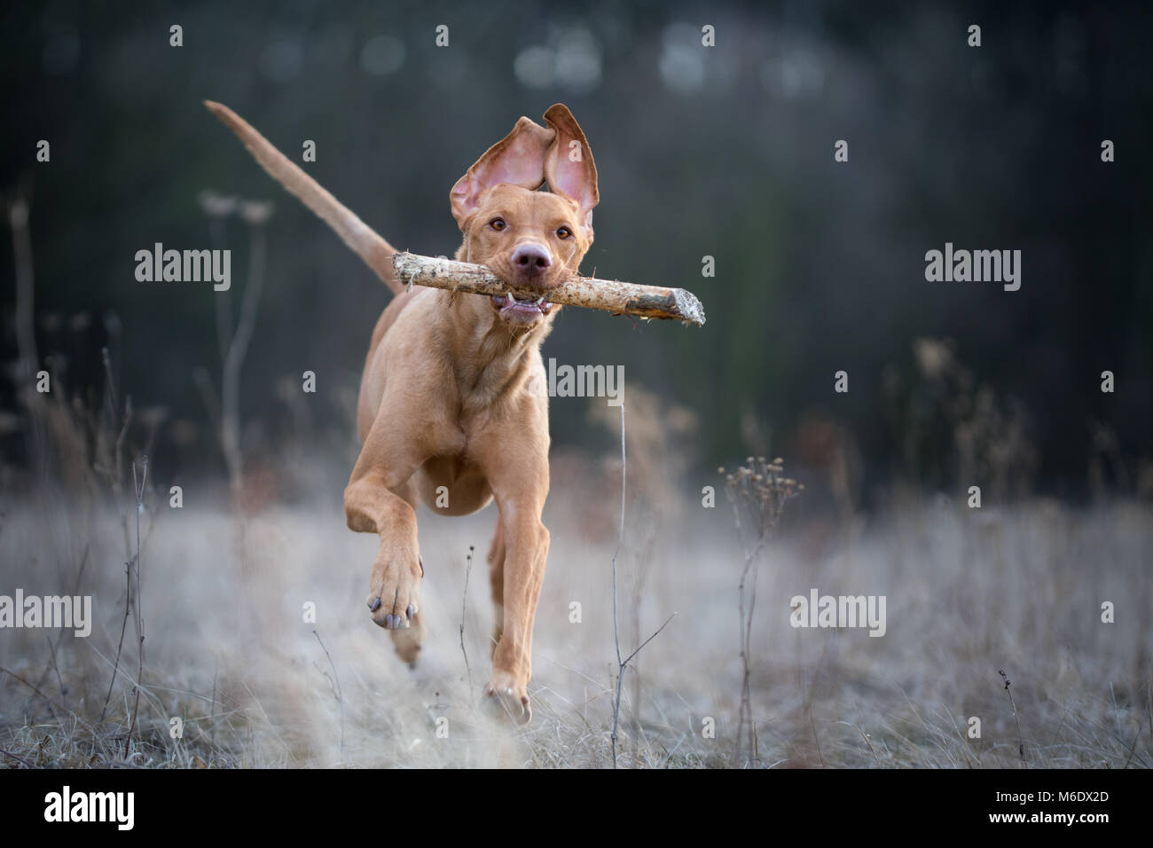 Running Crazy Portrait von vizsla Hunter Hund im Winter Stockfoto