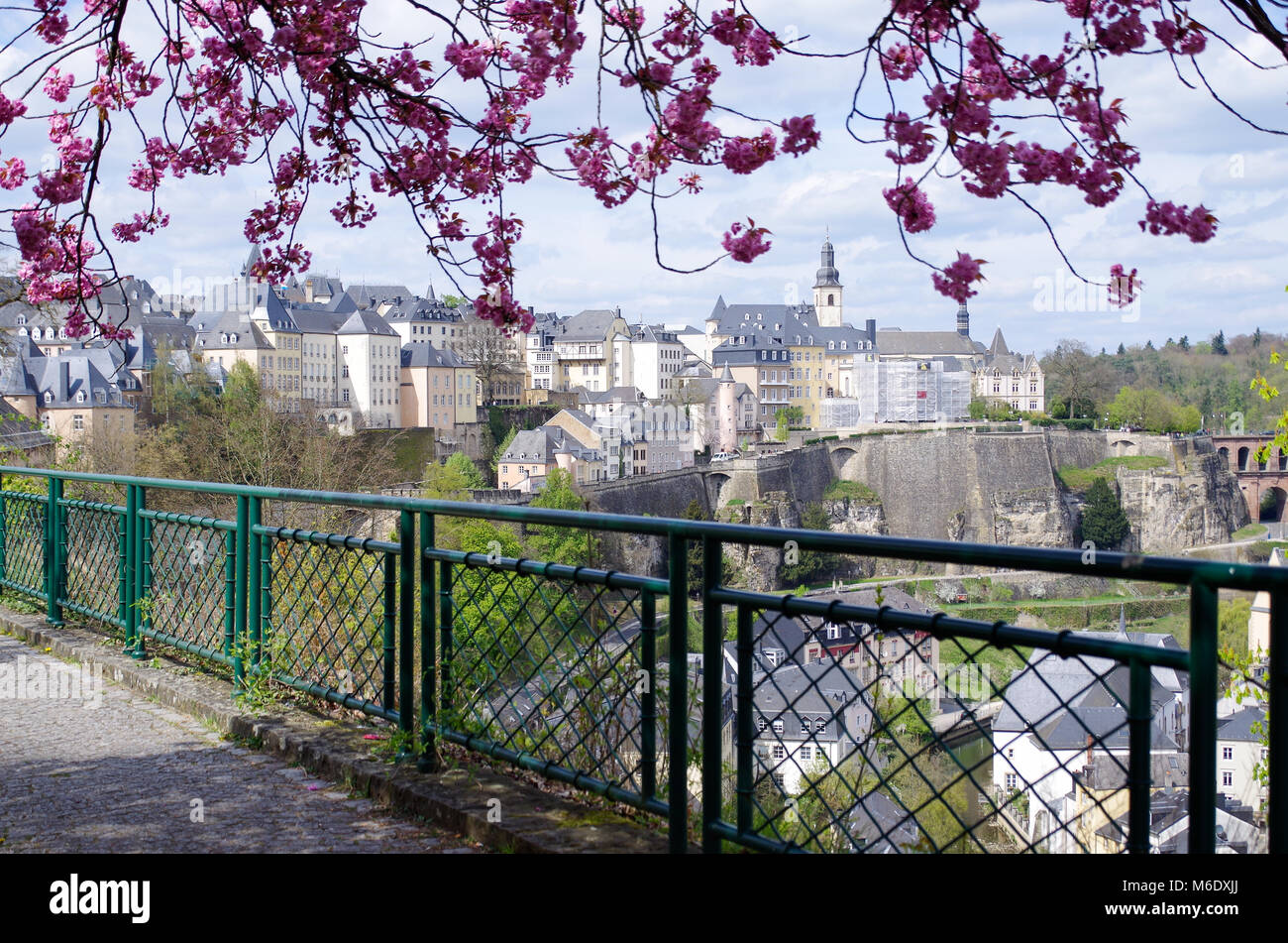 Blick auf die Altstadt der Stadt Luxemburg von unter einem Kwanzan Kirschbaum mit rosa Flauschige Blüten Stockfoto