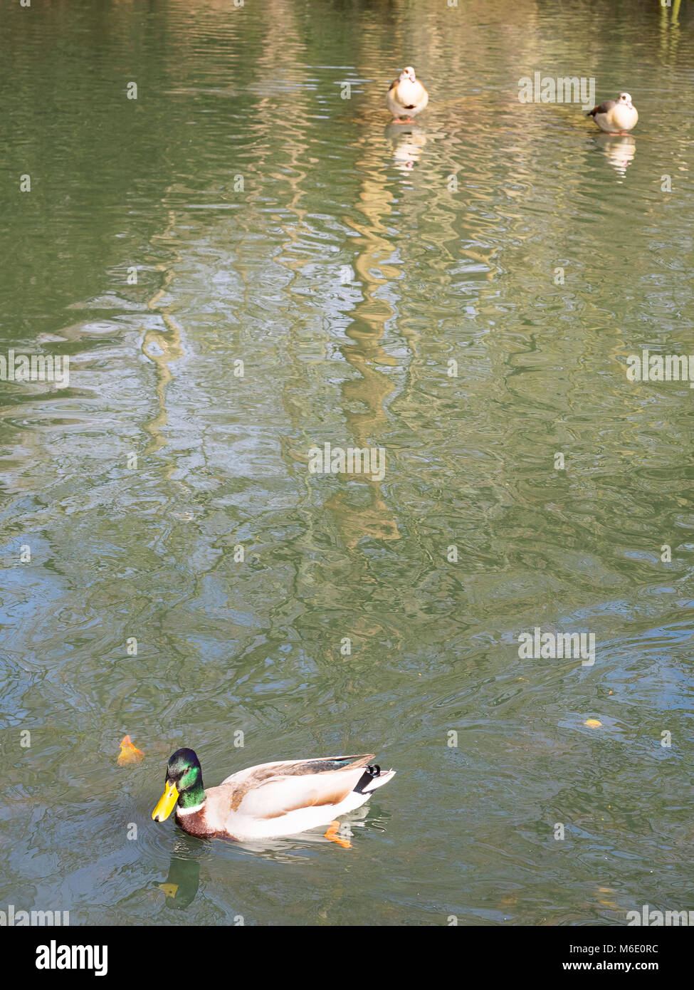 Wilde Enten auf einem Teich in Wimbledon Common, England. Allgemeine Szene Stockfoto