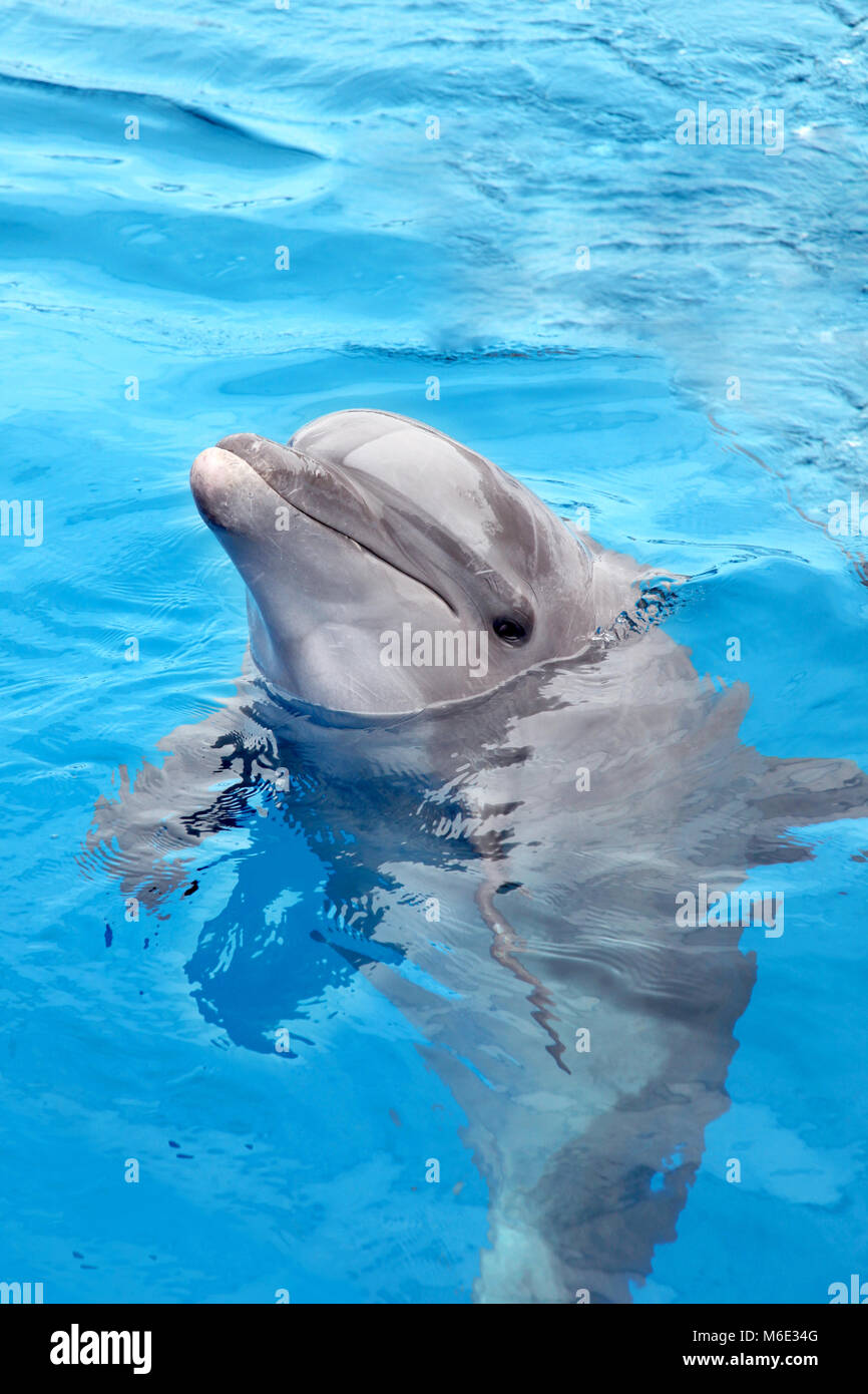 Delphin aus dem Wasser und schwimmen im Meer, Puerto Vallarta, Mexiko. Stockfoto