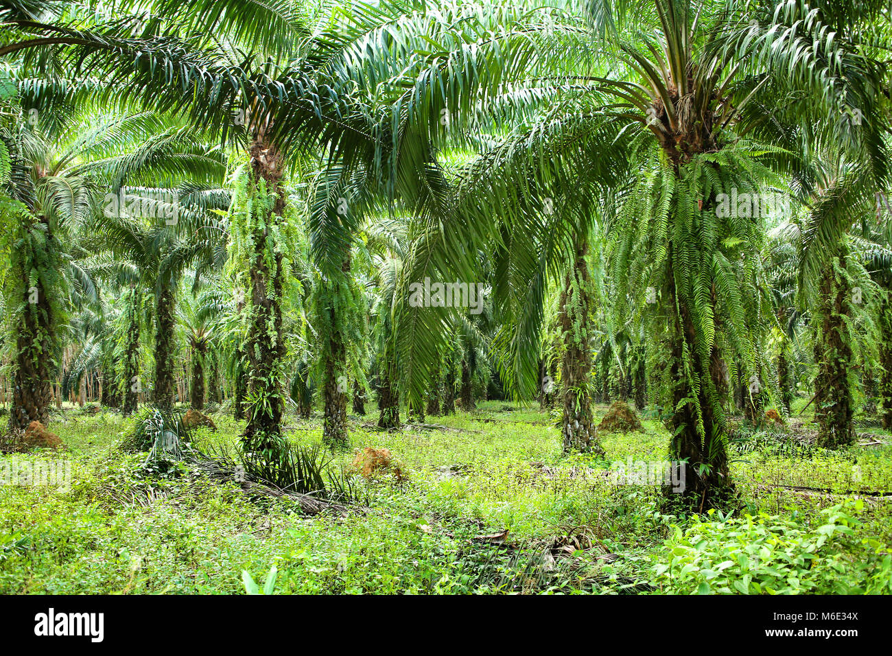 Üppigen, grünen Dschungel, Khao Sok National Park, Phanom Bezirk, Surat Thani, Thailand. Stockfoto
