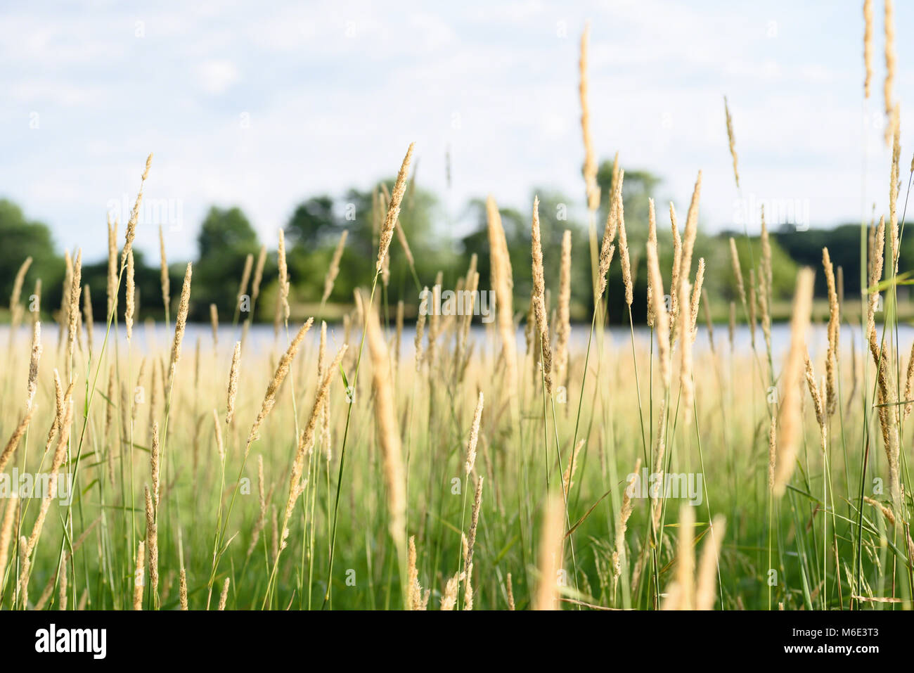 Makro Nahaufnahme des hohen Gras in Illinois prairie Naturschutzgebiete Stockfoto