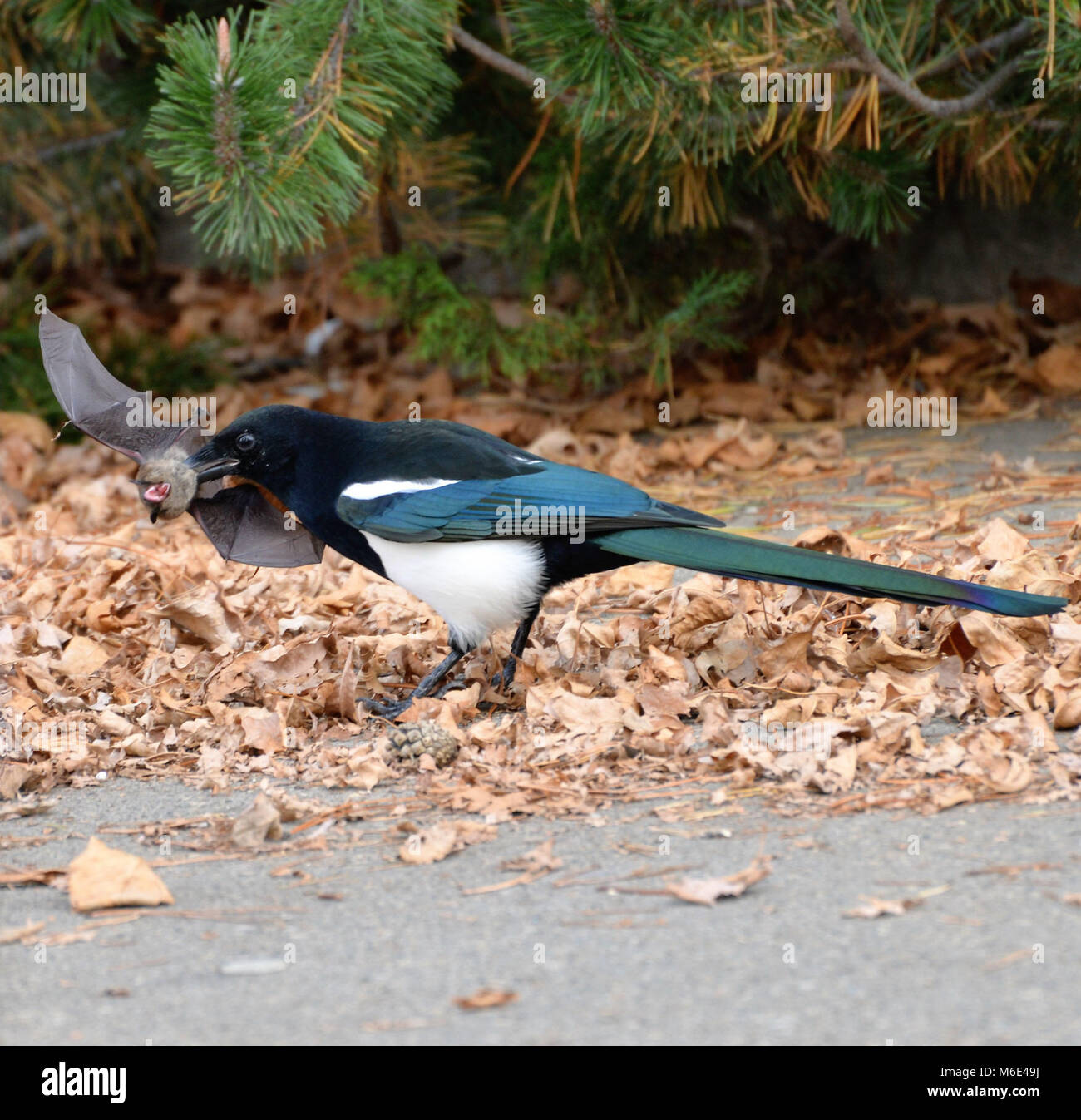 Vogel findet bat versteckt im Nest und nimmt Ihn auf, um Ihn zu fest. Bild mit einem Teleobjektiv dieses seltenen Moment aus der Ferne zu erfassen. Stockfoto